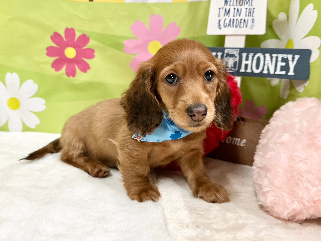 兵庫県のミニチュアダックスフンド(ロング) (ペッツワン神戸深江浜店/2025年9月3日生まれ/男の子/レッド)の子犬の1枚目の画像