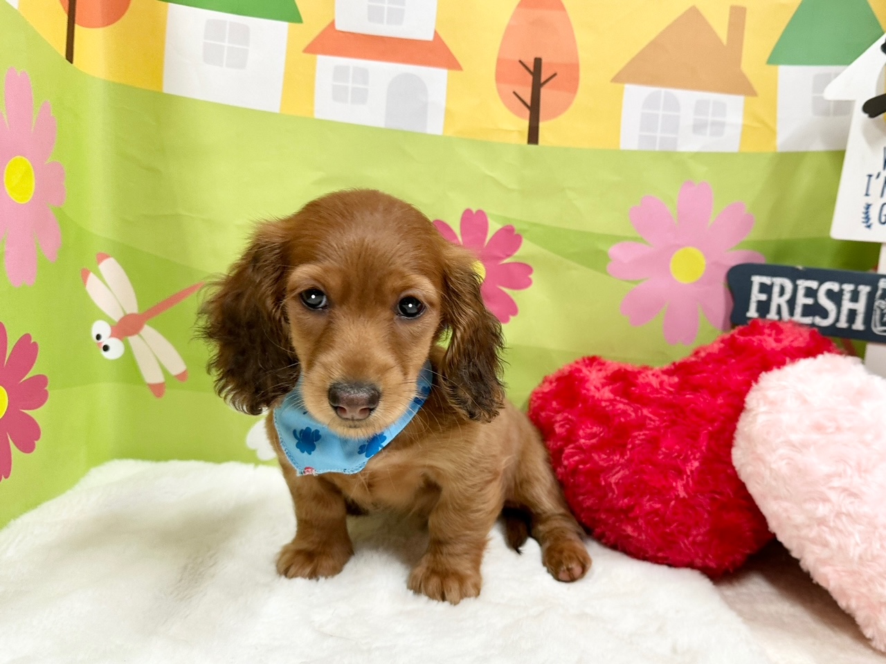 兵庫県のミニチュアダックスフンド(ロング) (ペッツワン神戸深江浜店/2025年9月3日生まれ/男の子/レッド)の子犬の2枚目の画像