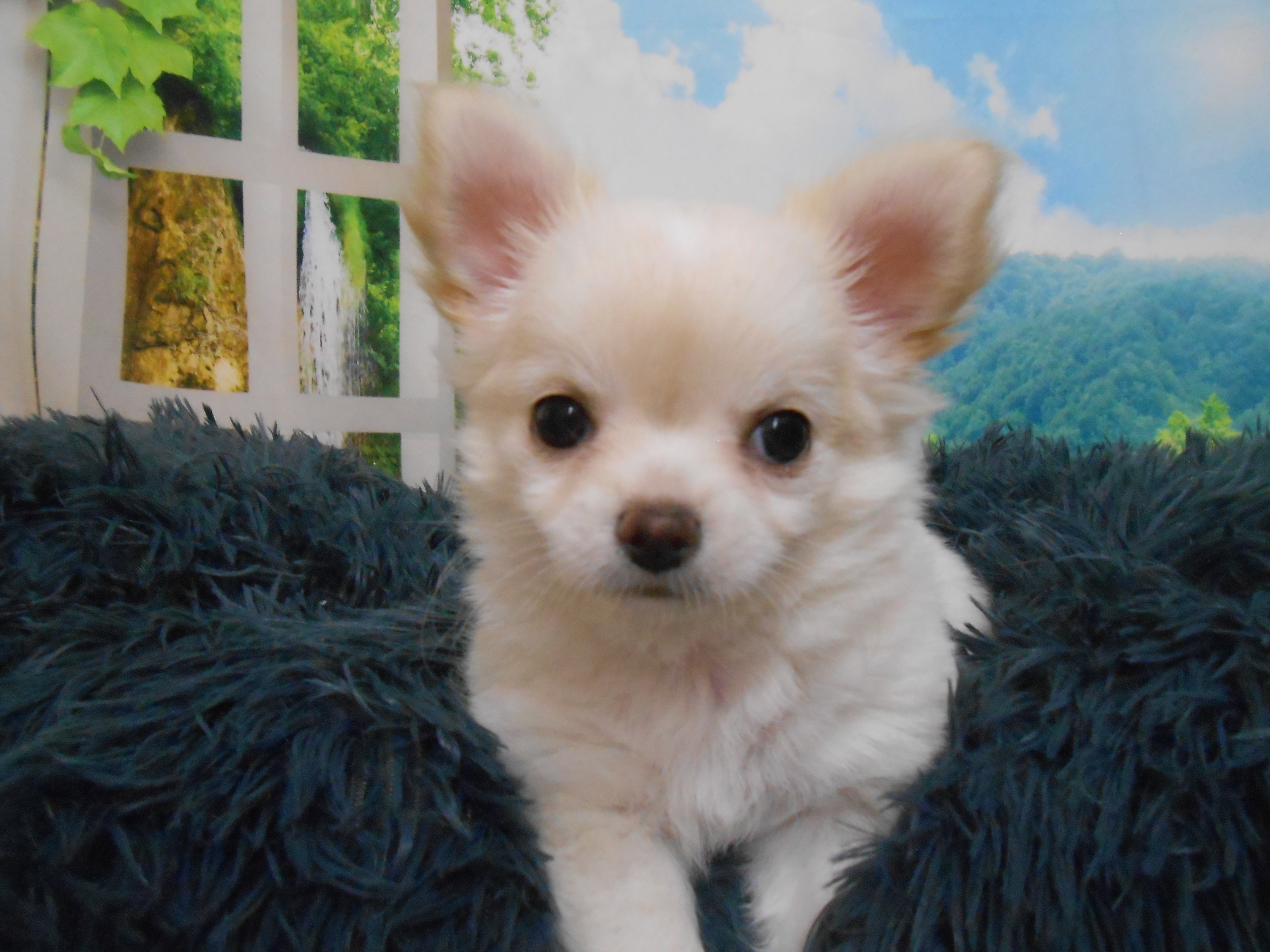 愛知県のチワワ(ロング) (ペッツワン半田店/2025年9月3日生まれ/女の子/クリーム)の子犬