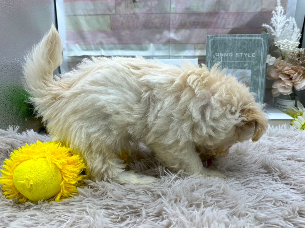 静岡県のハーフ犬・ミックス犬 (ペッツワン掛川店/2025年8月29日生まれ/男の子/アプリコット)の子犬の2枚目の画像