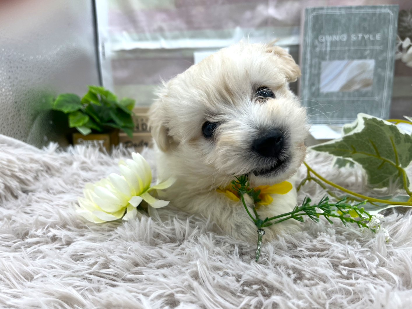 静岡県のハーフ犬・ミックス犬 (ペッツワン掛川店/2025年8月29日生まれ/男の子/アプリコット)の子犬の1枚目の画像