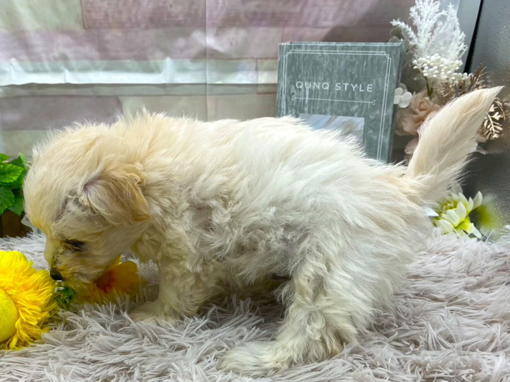 静岡県のハーフ犬・ミックス犬 (ペッツワン掛川店/2025年8月29日生まれ/男の子/アプリコット)の子犬の3枚目の画像