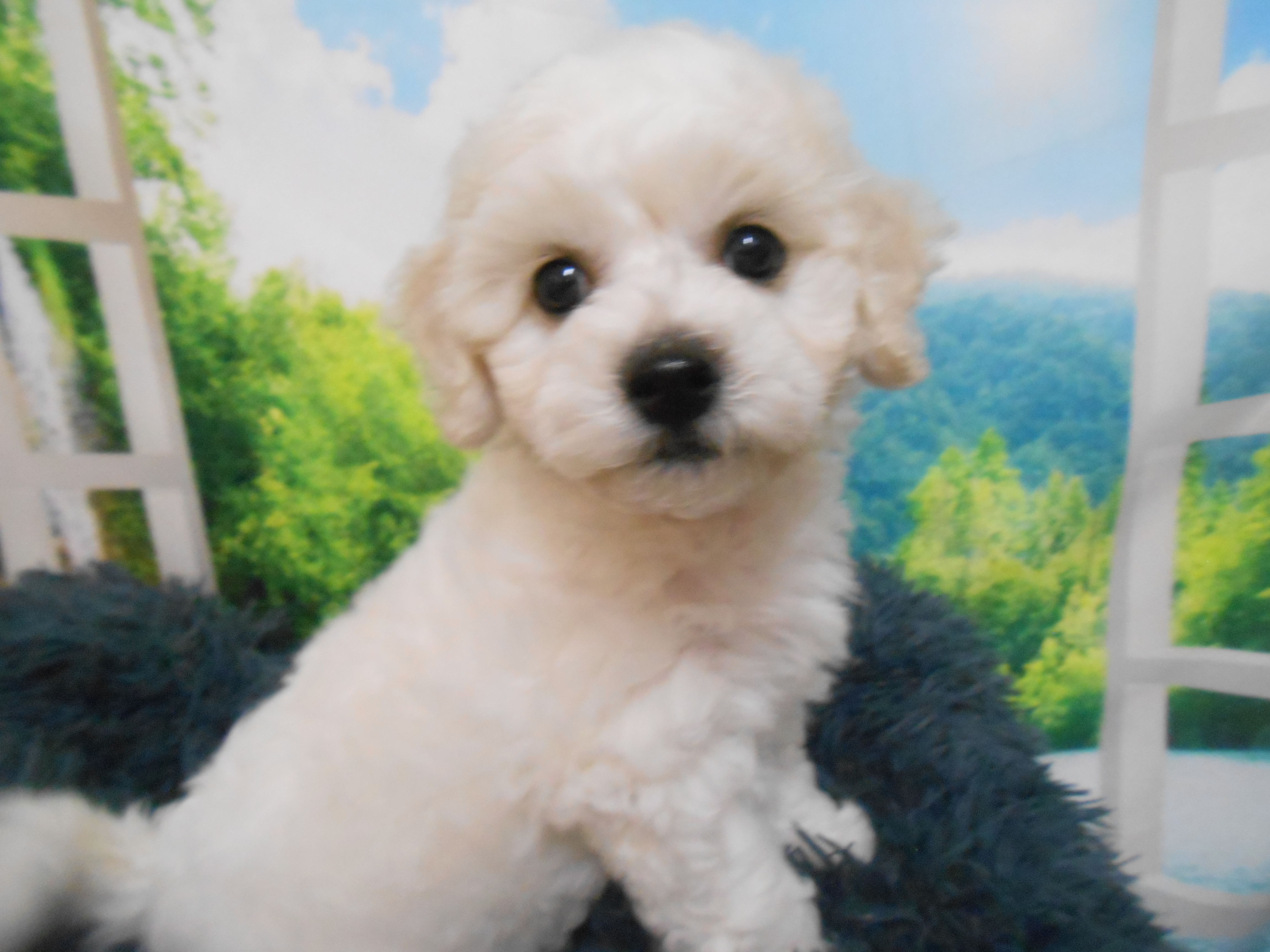 愛知県のビションフリーゼ (ペッツワン半田店/2025年9月3日生まれ/男の子/ホワイト)の子犬