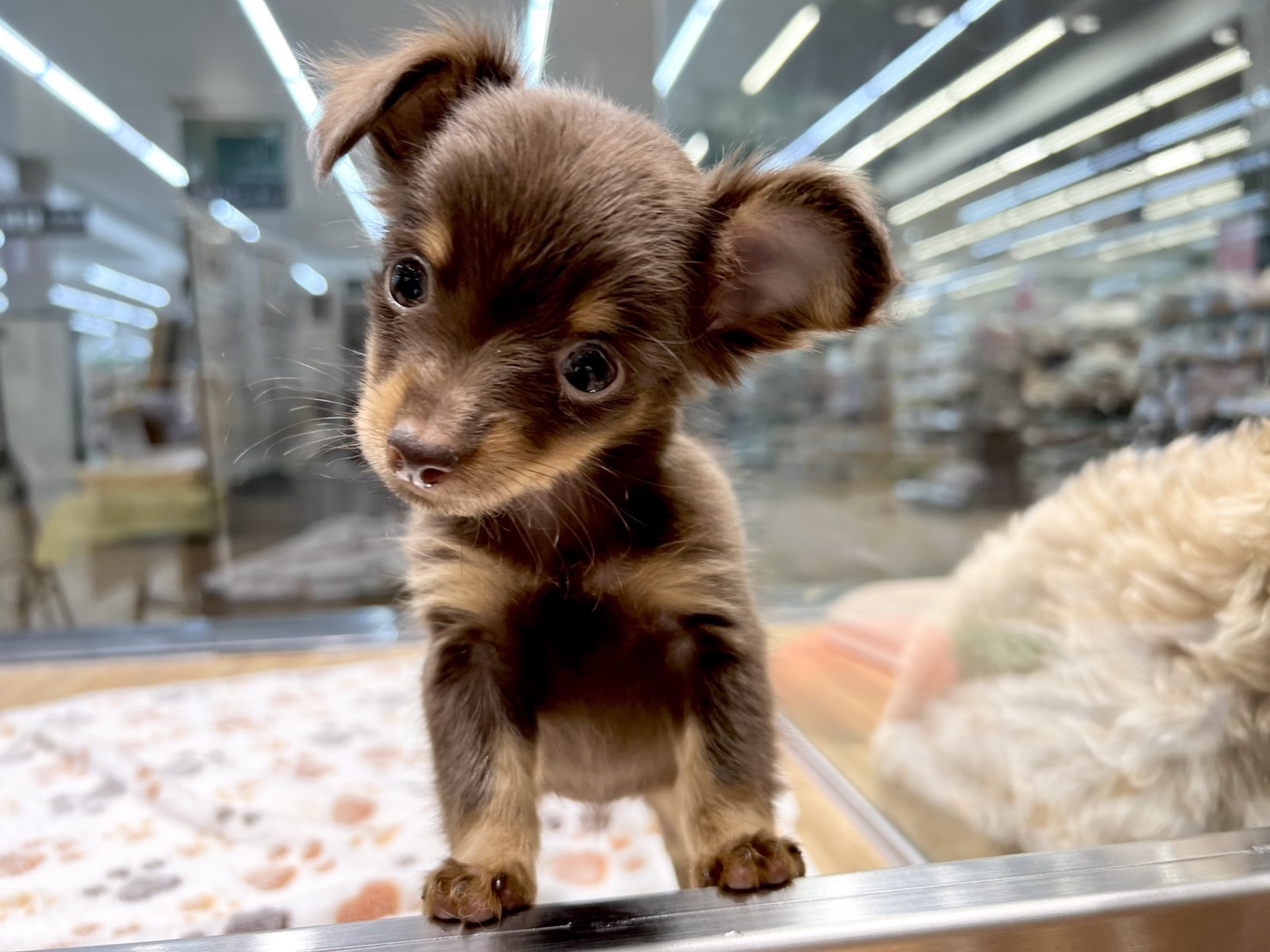 愛知県のハーフ犬・ミックス犬 (ペッツワン名古屋堀田店/2025年8月30日生まれ/女の子/その他色)の子犬の2枚目の画像