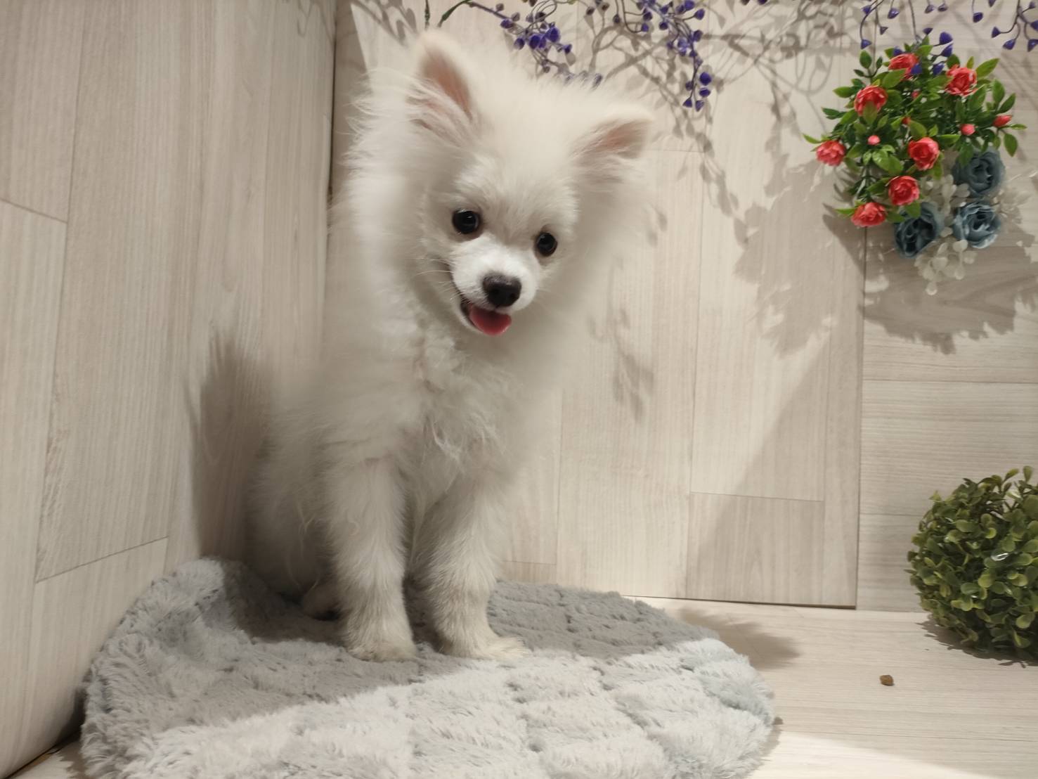 埼玉県のポメラニアン (ペッツワン東松山高坂店/2025年6月21日生まれ/男の子/ホワイトクリーム)の子犬