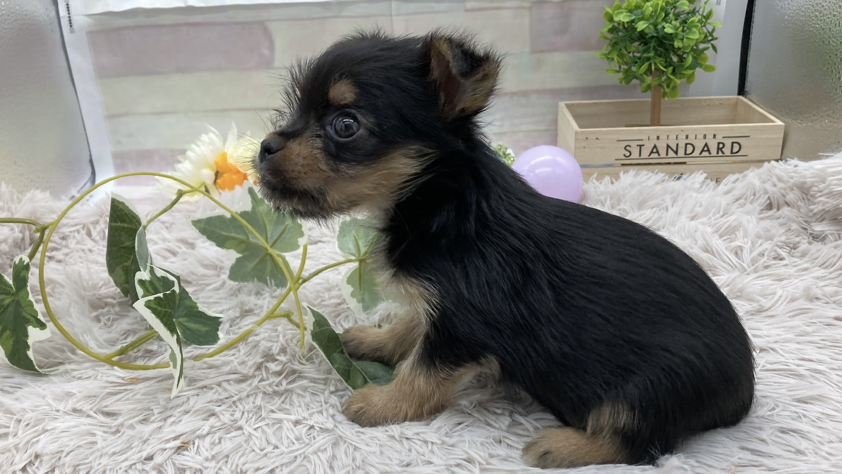 静岡県のハーフ犬・ミックス犬 (ペッツワン藤枝店/2025年5月23日生まれ/男の子/スチールブルータン)の子犬の3枚目の画像