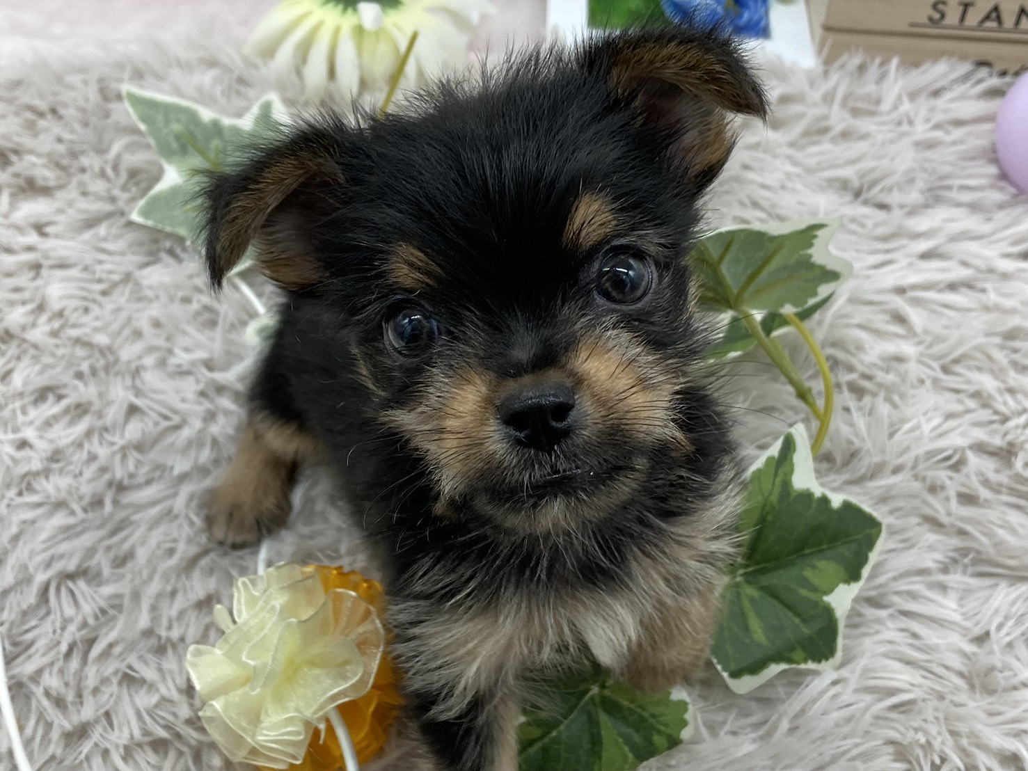 静岡県のハーフ犬・ミックス犬 (ペッツワン藤枝店/2025年5月23日生まれ/男の子/スチールブルータン)の子犬の1枚目の画像