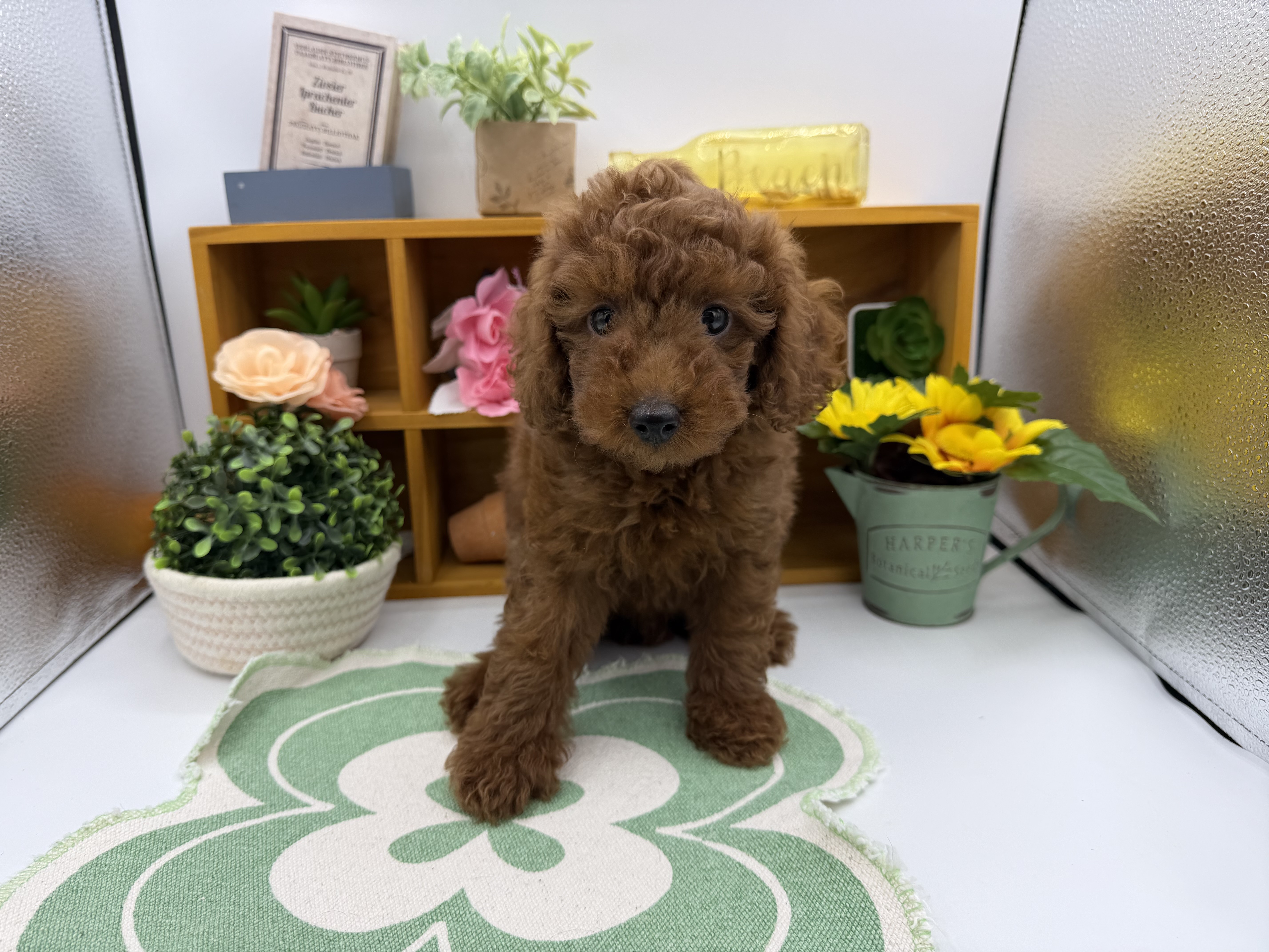 静岡県のトイプードル(トイ) (ペッツワン清水店/2025年8月16日生まれ/男の子/レッド)の子犬の1枚目の画像