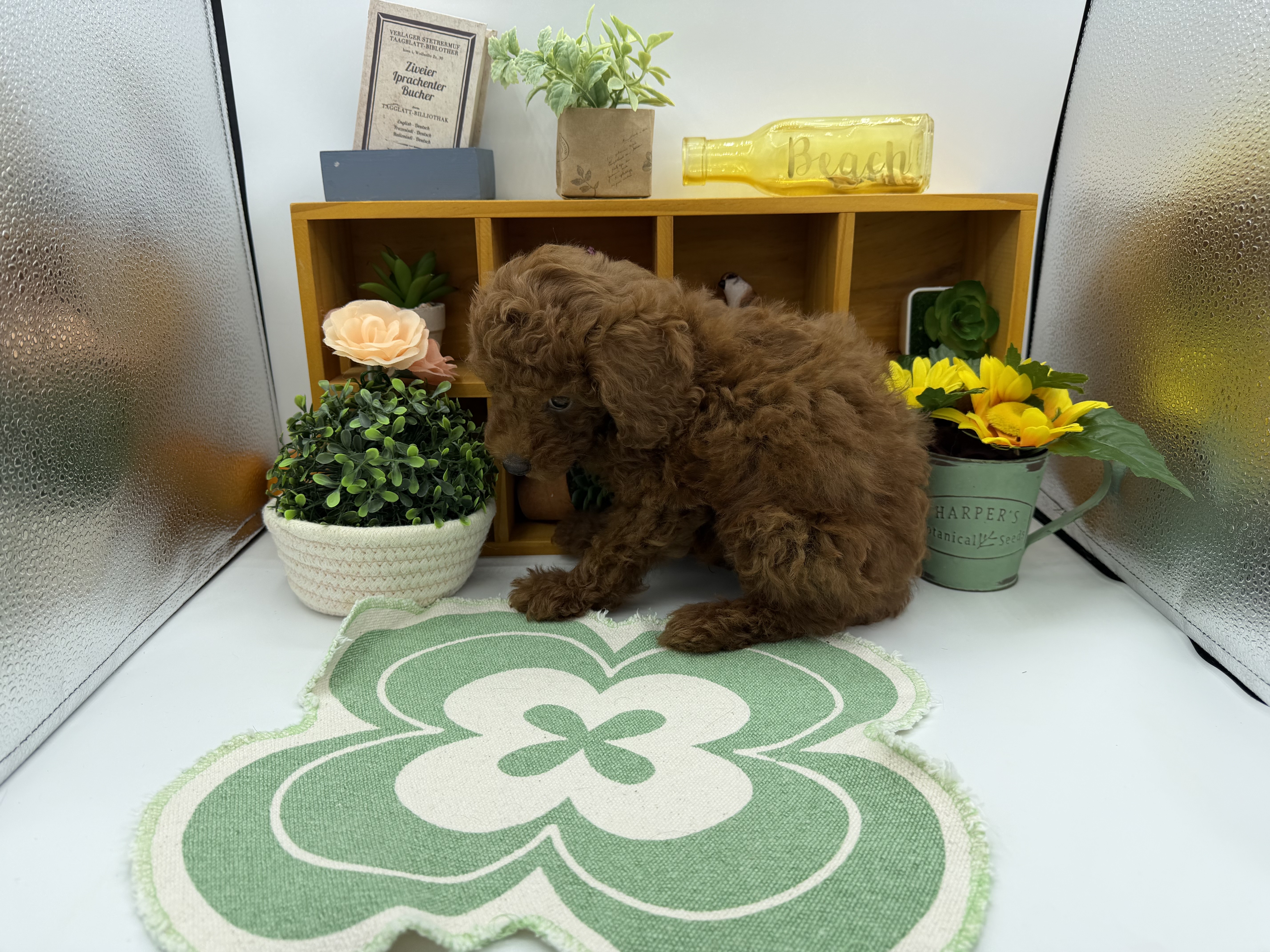 静岡県のトイプードル(トイ) (ペッツワン清水店/2025年8月16日生まれ/男の子/レッド)の子犬の3枚目の画像