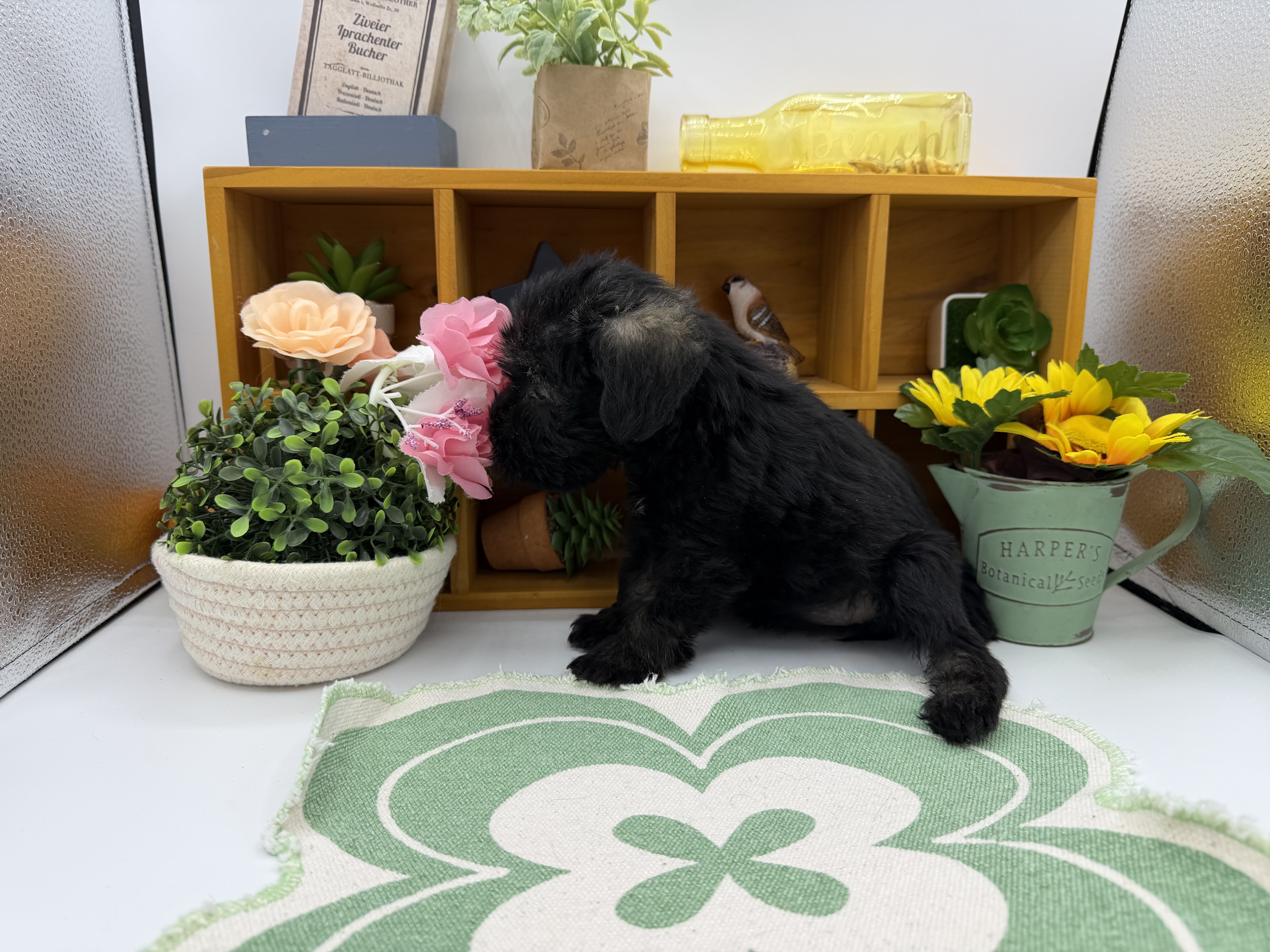 静岡県のミニチュアシュナウザー (ペッツワン清水店/2025年8月24日生まれ/女の子/ブラック)の子犬の3枚目の画像