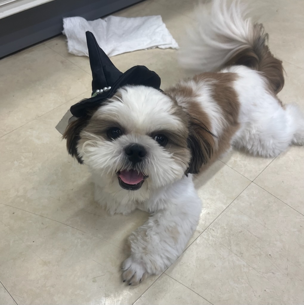 千葉県のシーズー (ペッツワン富津店/2024年12月27日生まれ/男の子/ホワイトゴールド)の子犬の1枚目の画像