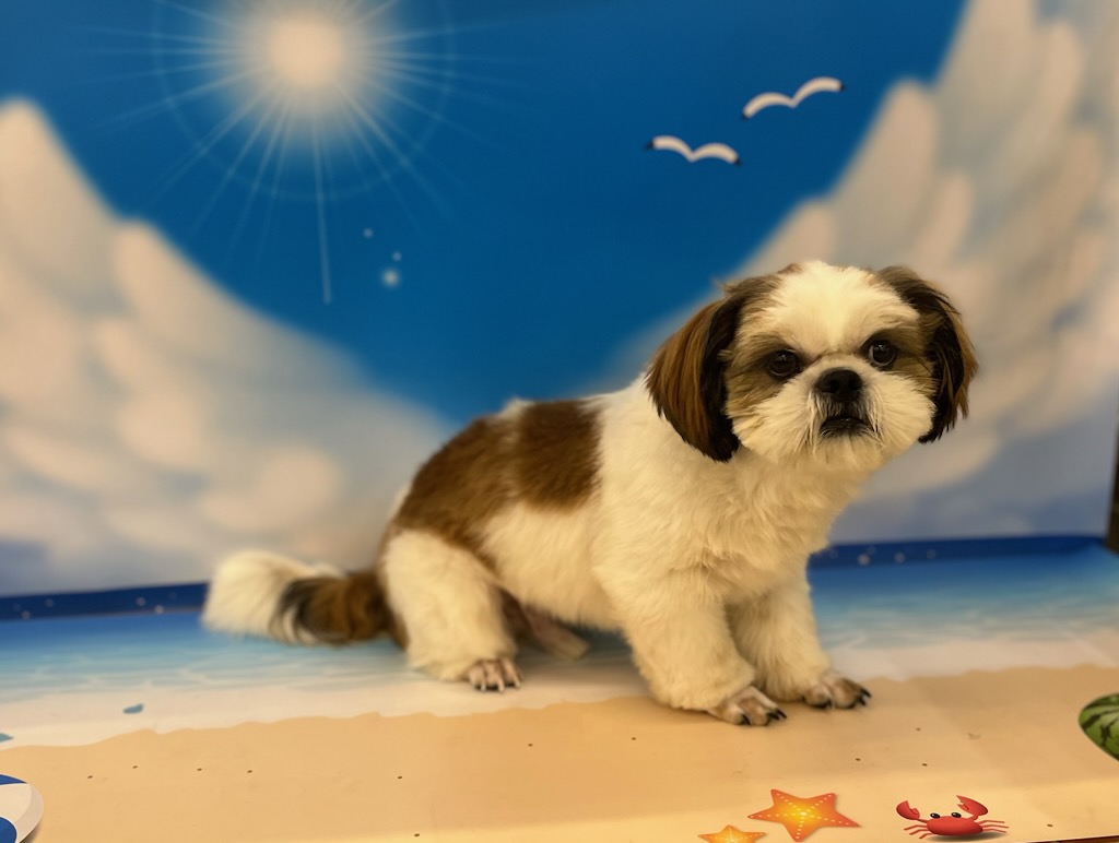 千葉県のシーズー (ペッツワン富津店/2024年12月27日生まれ/男の子/ホワイトゴールド)の子犬の2枚目の画像