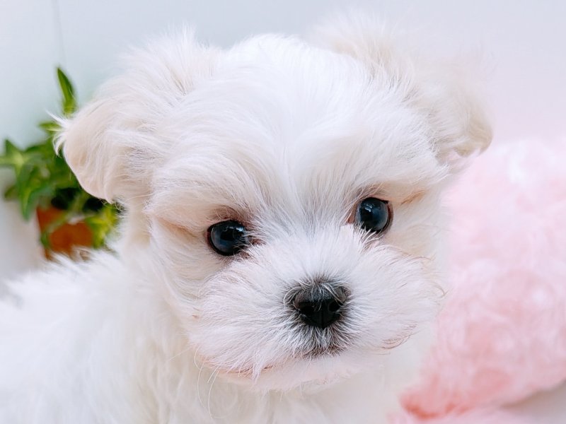愛知県のマルチーズ (ペッツワン小牧店/2025年9月9日生まれ/男の子/ホワイト)の子犬