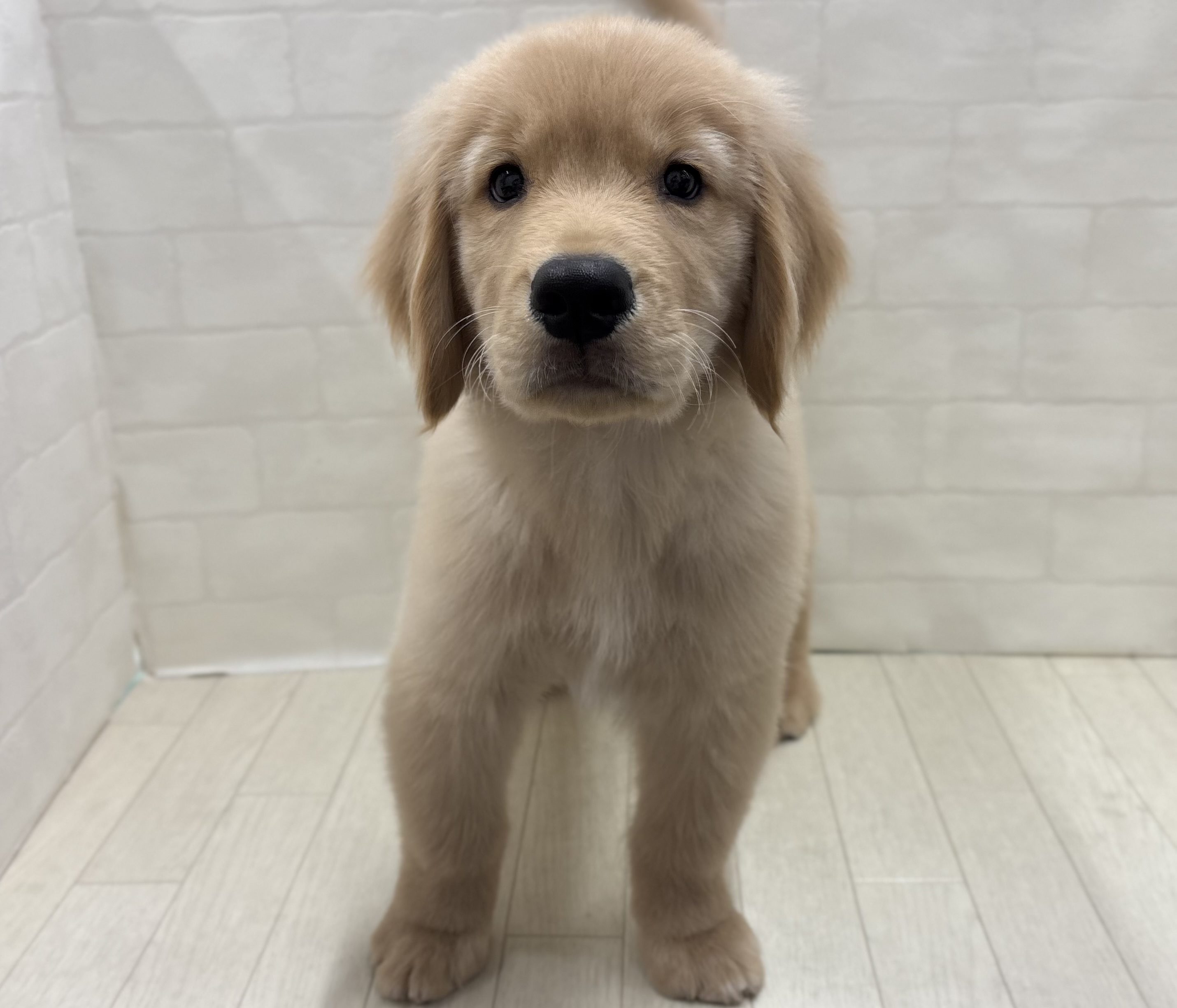 埼玉県のゴールデンレトリバー (ペッツワン大利根店/2025年8月11日生まれ/男の子/ゴールド)の子犬の2枚目の画像