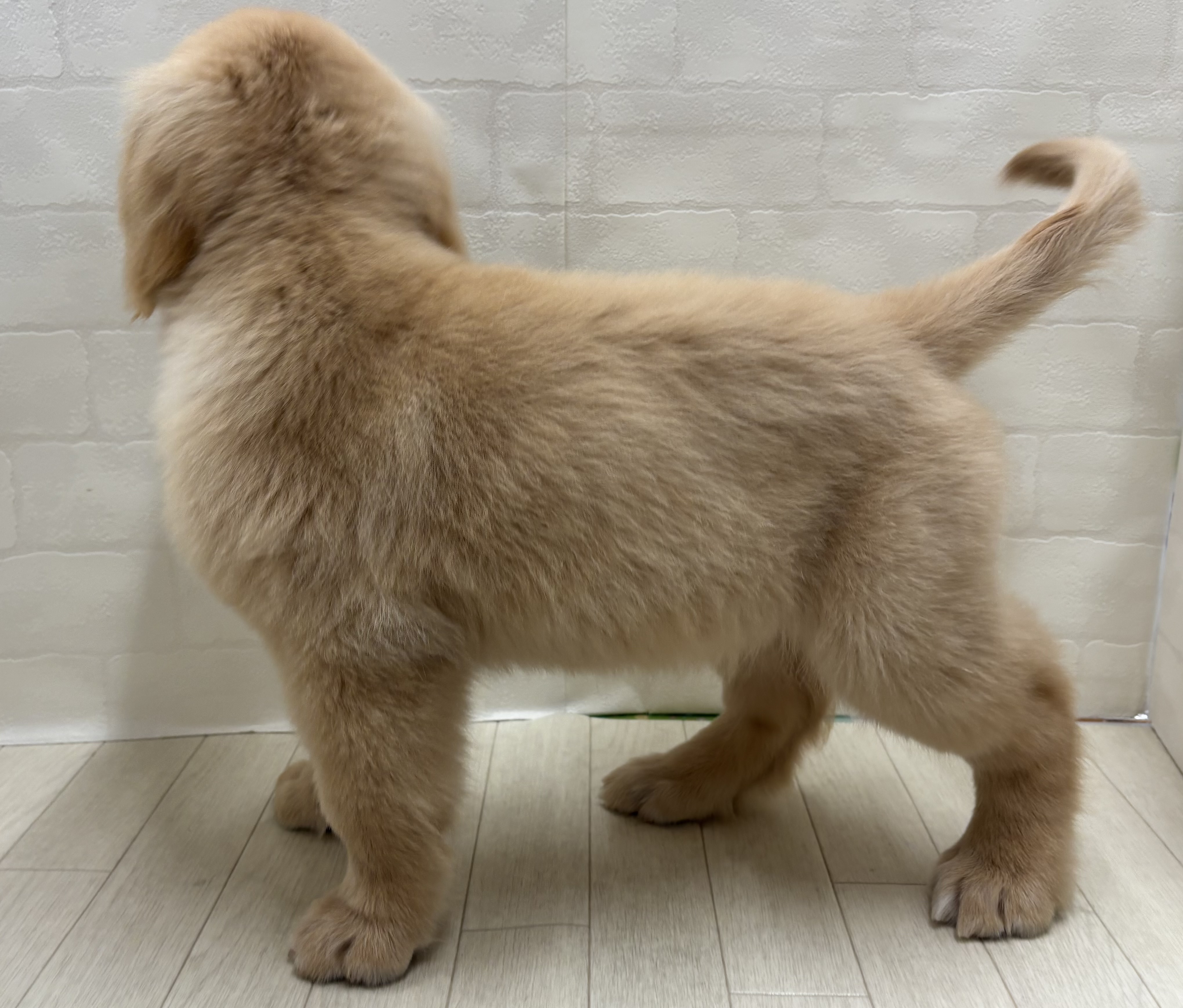 埼玉県のゴールデンレトリバー (ペッツワン大利根店/2025年8月11日生まれ/男の子/ゴールド)の子犬の3枚目の画像