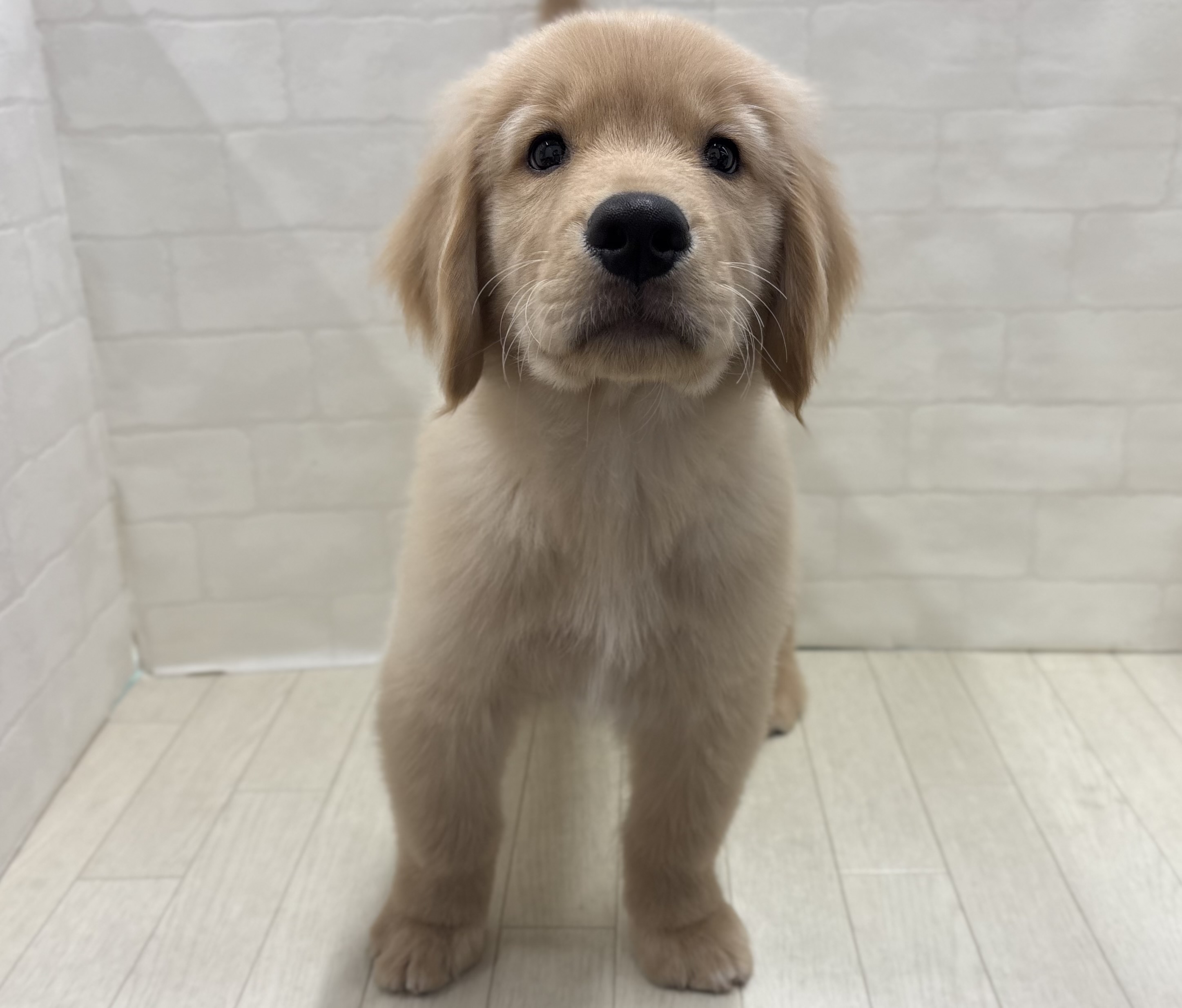 埼玉県のゴールデンレトリバー (ペッツワン大利根店/2025年8月11日生まれ/男の子/ゴールド)の子犬の1枚目の画像