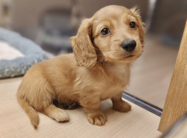イヌ - 郡山富田店 | ペッツワン
