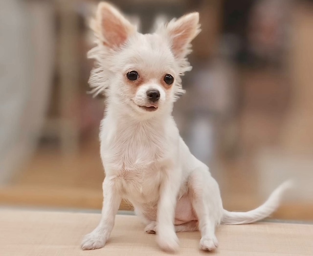 福島県のチワワ(ロング) (ペッツワン郡山富田店/2025年6月21日生まれ/女の子/ホワイトクリーム)の子犬