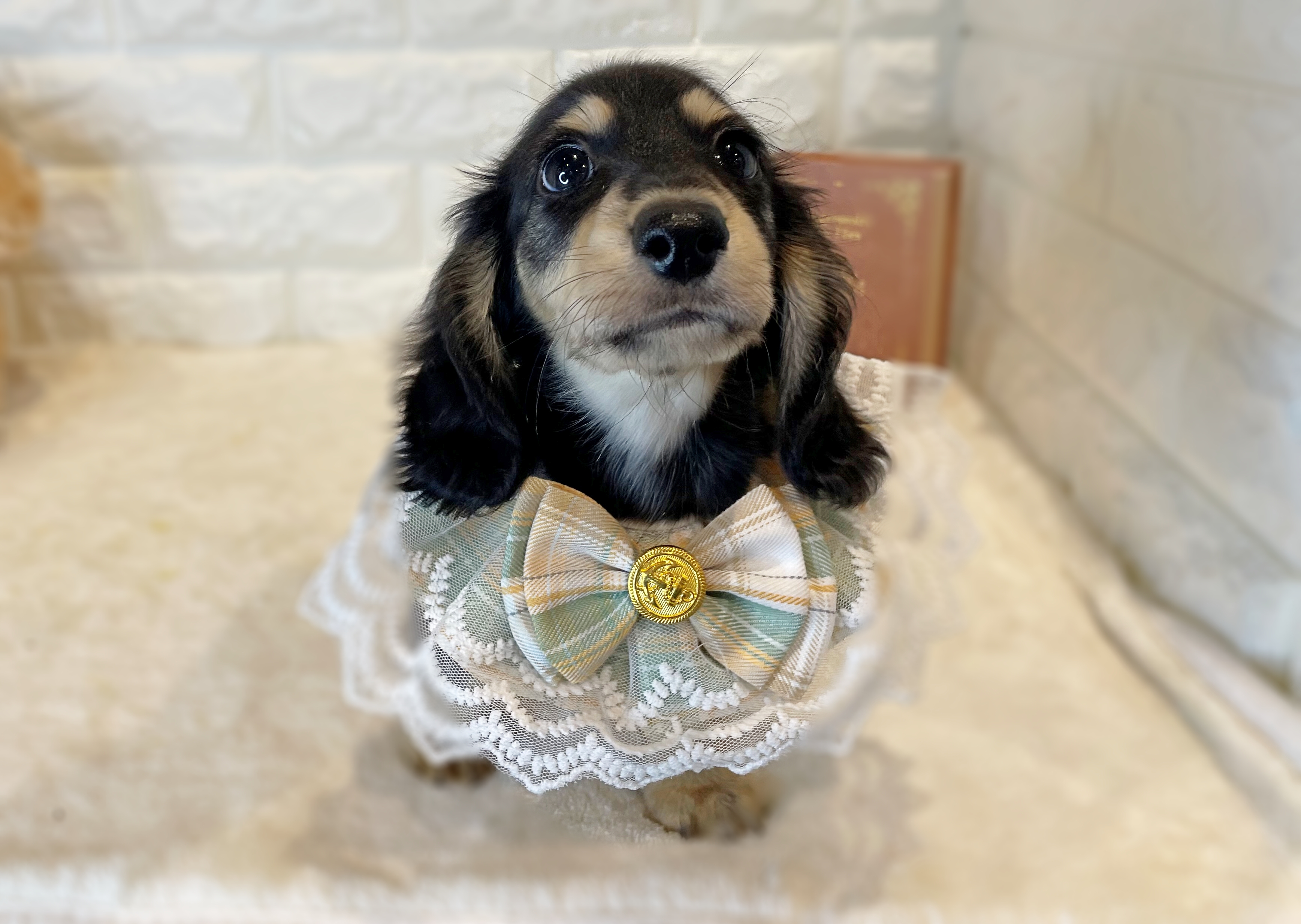 京都府のミニチュアダックスフンド(ロング) (ペッツワン亀岡店/2025年9月10日生まれ/男の子/ブラックイエロー)の子犬の2枚目の画像