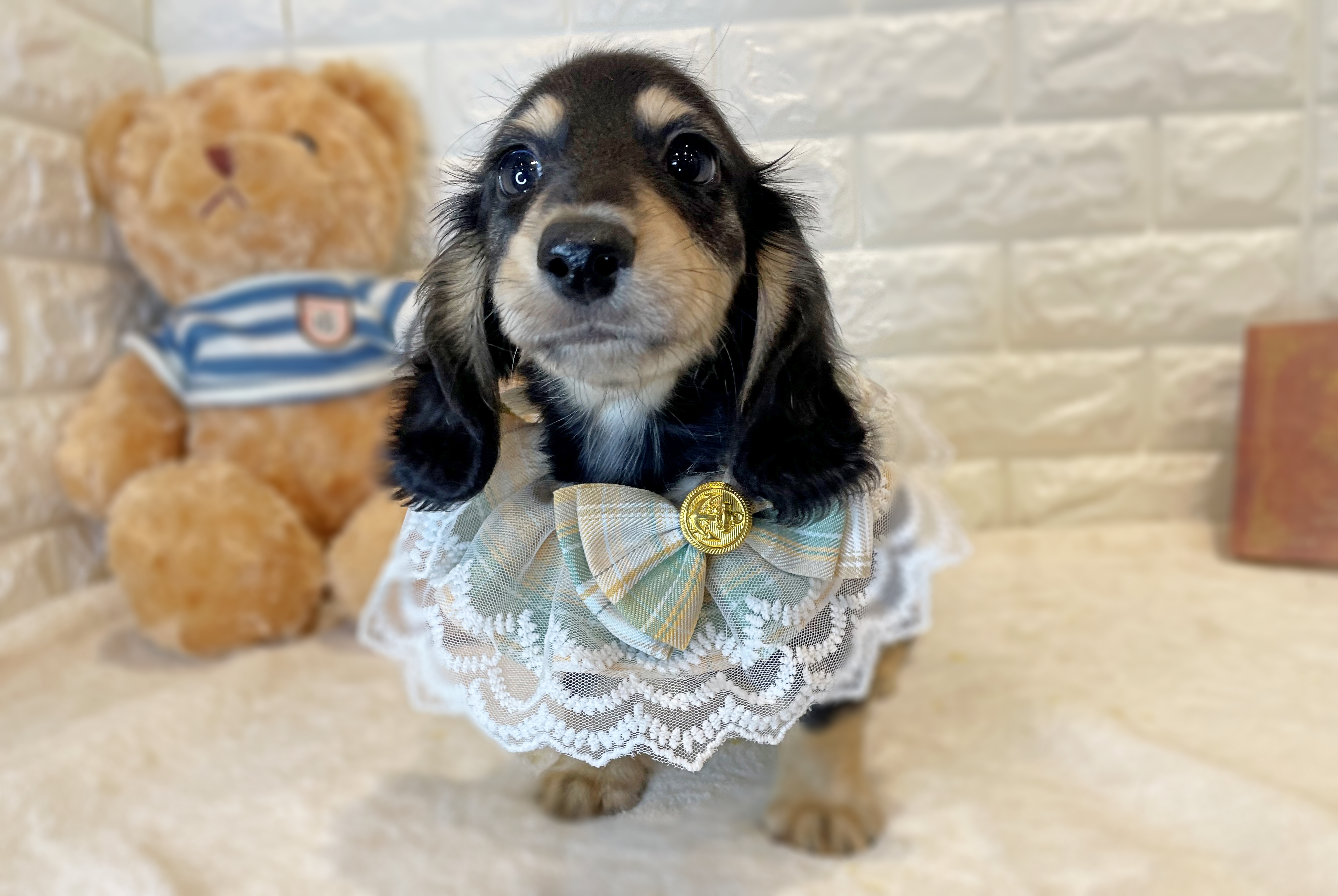 京都府のミニチュアダックスフンド(ロング) (ペッツワン亀岡店/2025年9月10日生まれ/男の子/ブラックイエロー)の子犬の1枚目の画像