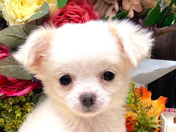 京都府のチワワ(ロング) (ペッツワン木津川店/2025年8月9日生まれ/男の子/ホワイトクリーム)の子犬の1枚目の画像