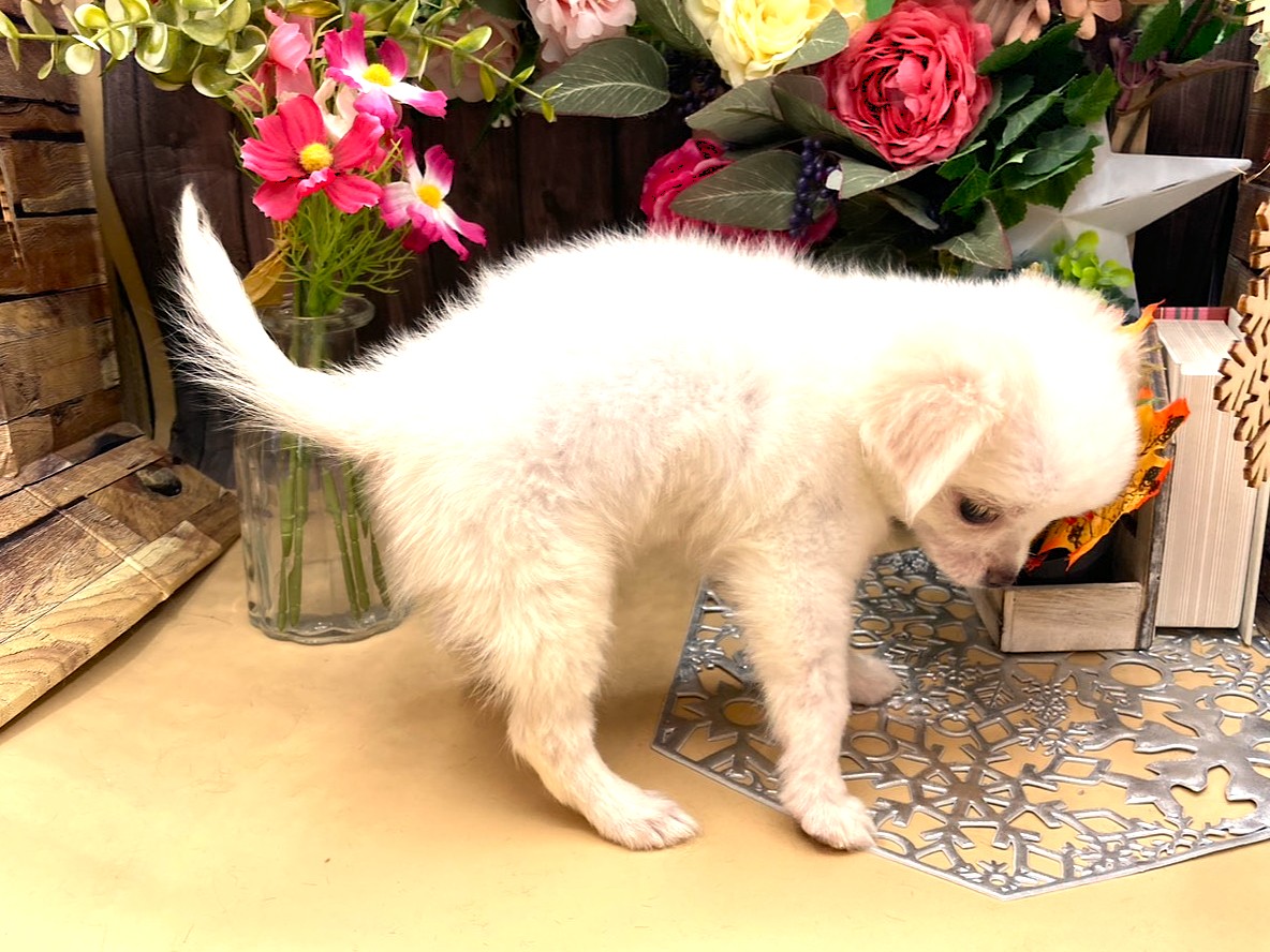 京都府のチワワ(ロング) (ペッツワン木津川店/2025年8月9日生まれ/男の子/ホワイトクリーム)の子犬の2枚目の画像