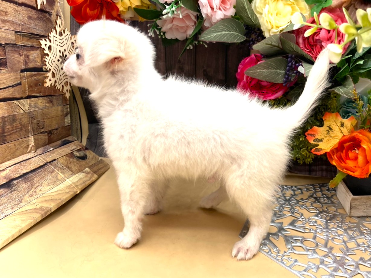 京都府のチワワ(ロング) (ペッツワン木津川店/2025年8月9日生まれ/男の子/ホワイトクリーム)の子犬の3枚目の画像