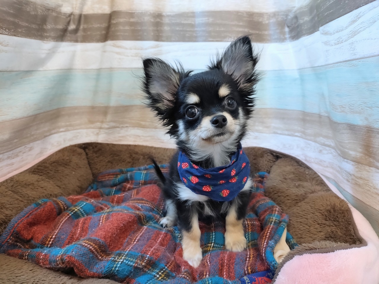 群馬県のチワワ(ロング) (ペッツワン青柳店/2025年7月13日生まれ/男の子/ブラックタンホワイト)の子犬の1枚目の画像