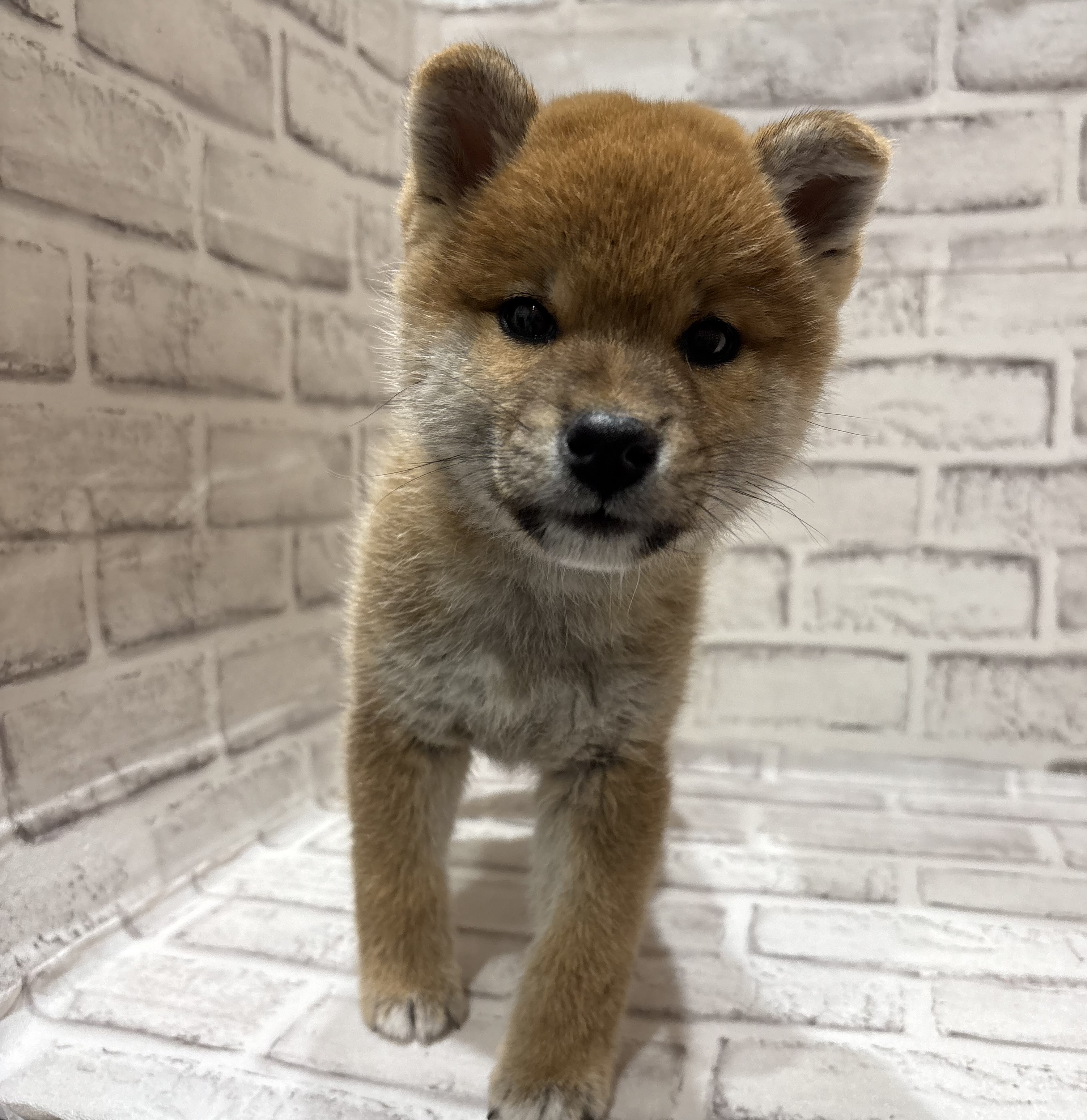 宮城県の柴犬(標準サイズ) (ペッツワン古川店/2025年9月5日生まれ/女の子/赤)の子犬