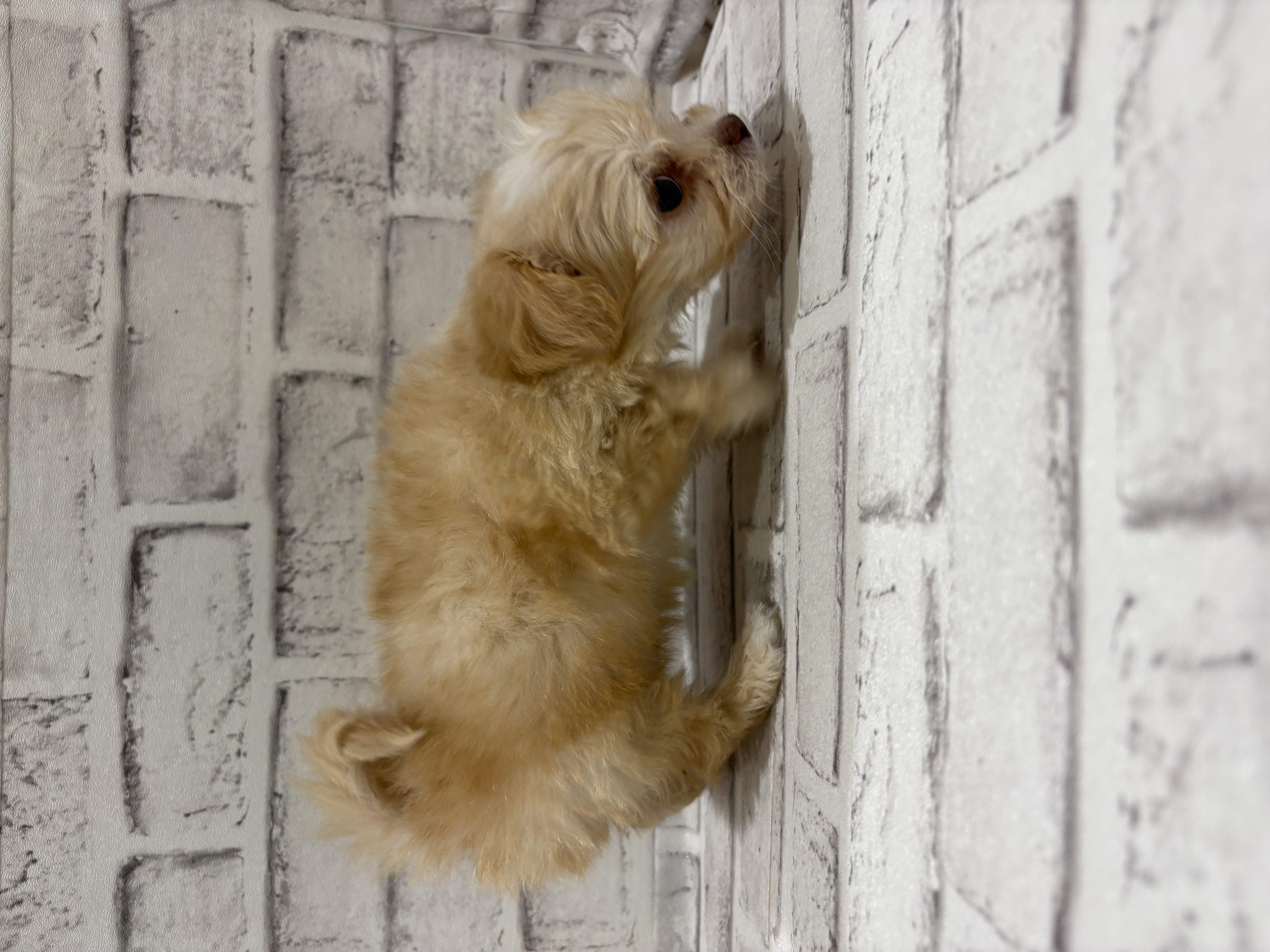 宮城県のハーフ犬・ミックス犬 (ペッツワン古川店/2025年9月7日生まれ/男の子/クリームホワイト)の子犬の2枚目の画像