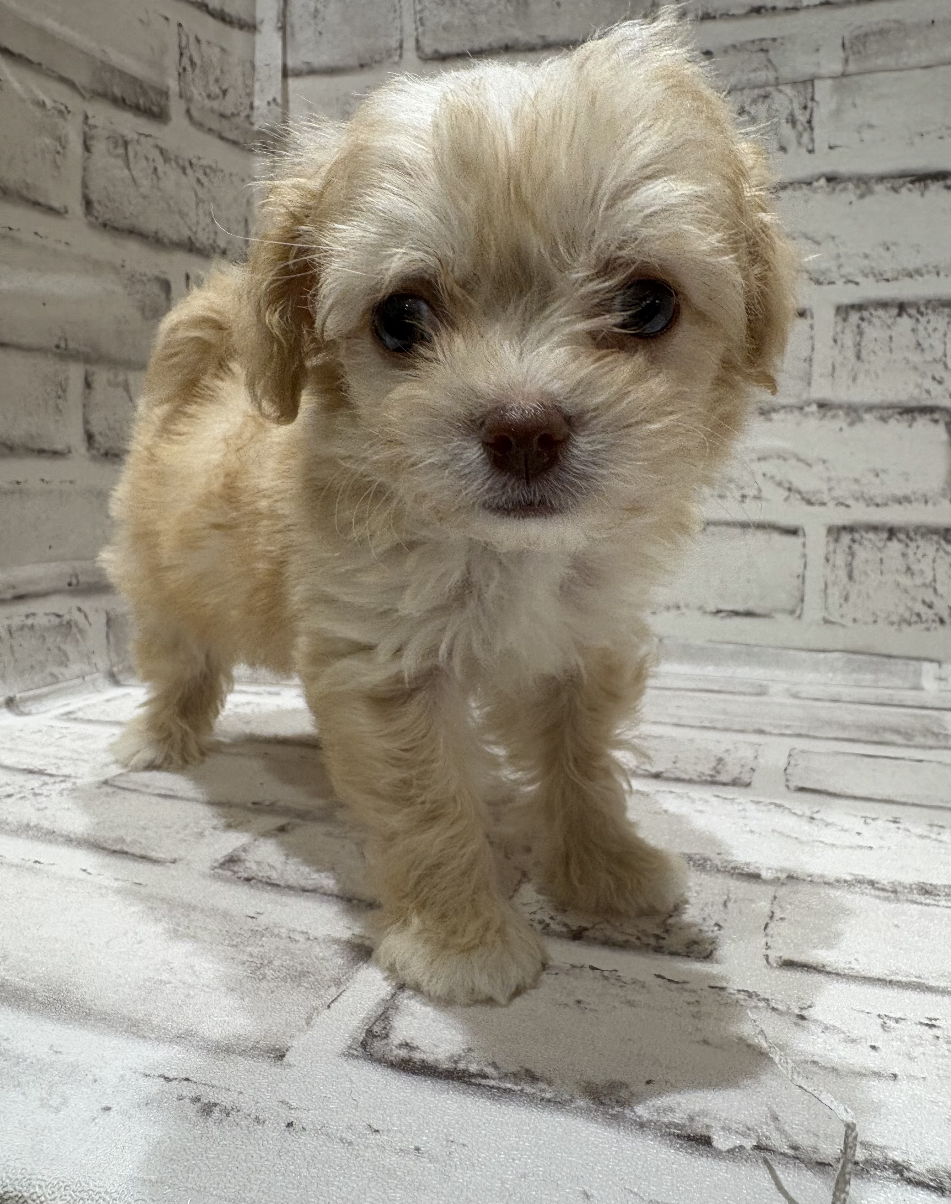 宮城県のハーフ犬・ミックス犬 (ペッツワン古川店/2025年9月7日生まれ/男の子/クリームホワイト)の子犬