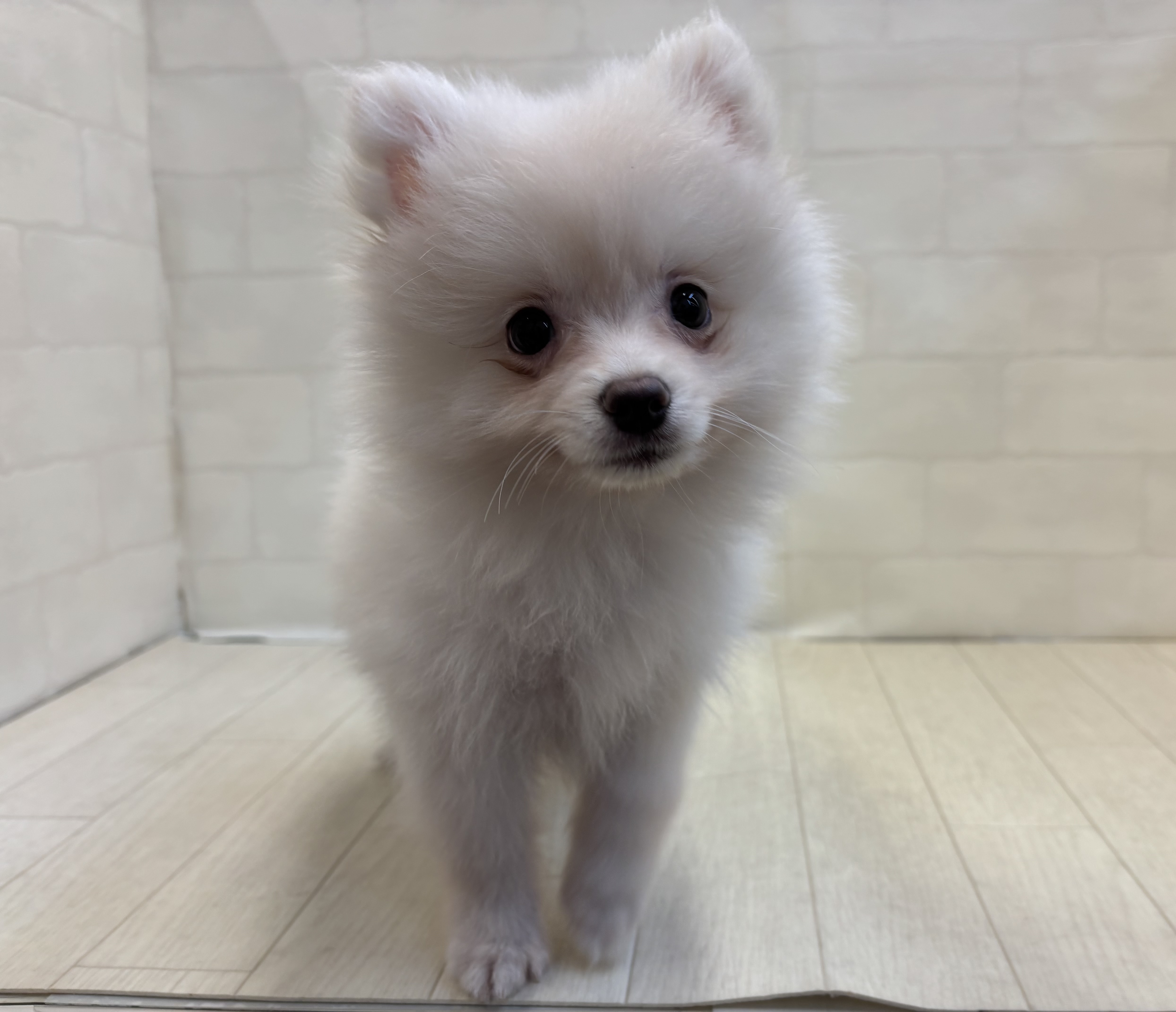 埼玉県のポメラニアン (ペッツワン大利根店/2025年8月11日生まれ/女の子/クリーム)の子犬の1枚目の画像