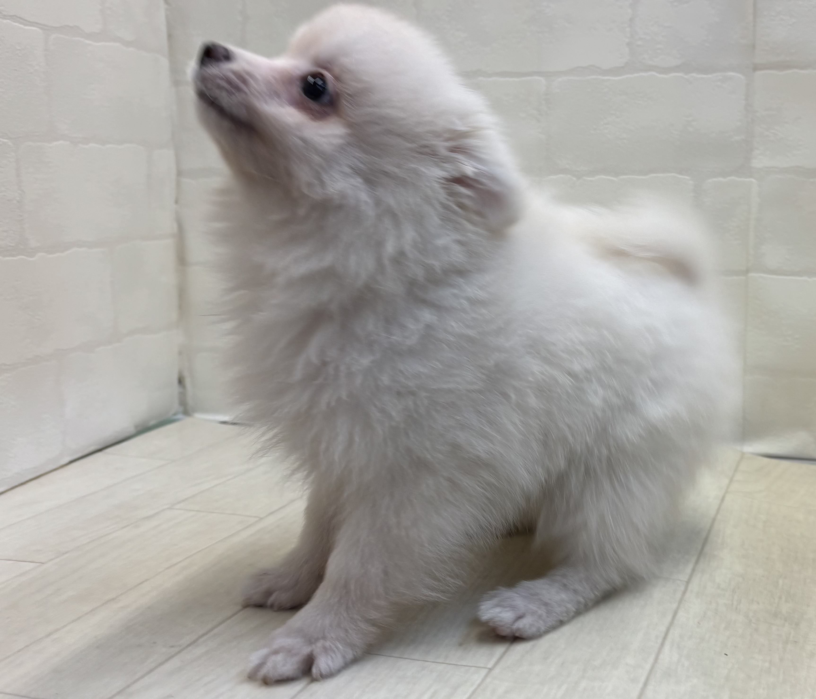 埼玉県のポメラニアン (ペッツワン大利根店/2025年8月11日生まれ/女の子/クリーム)の子犬の3枚目の画像