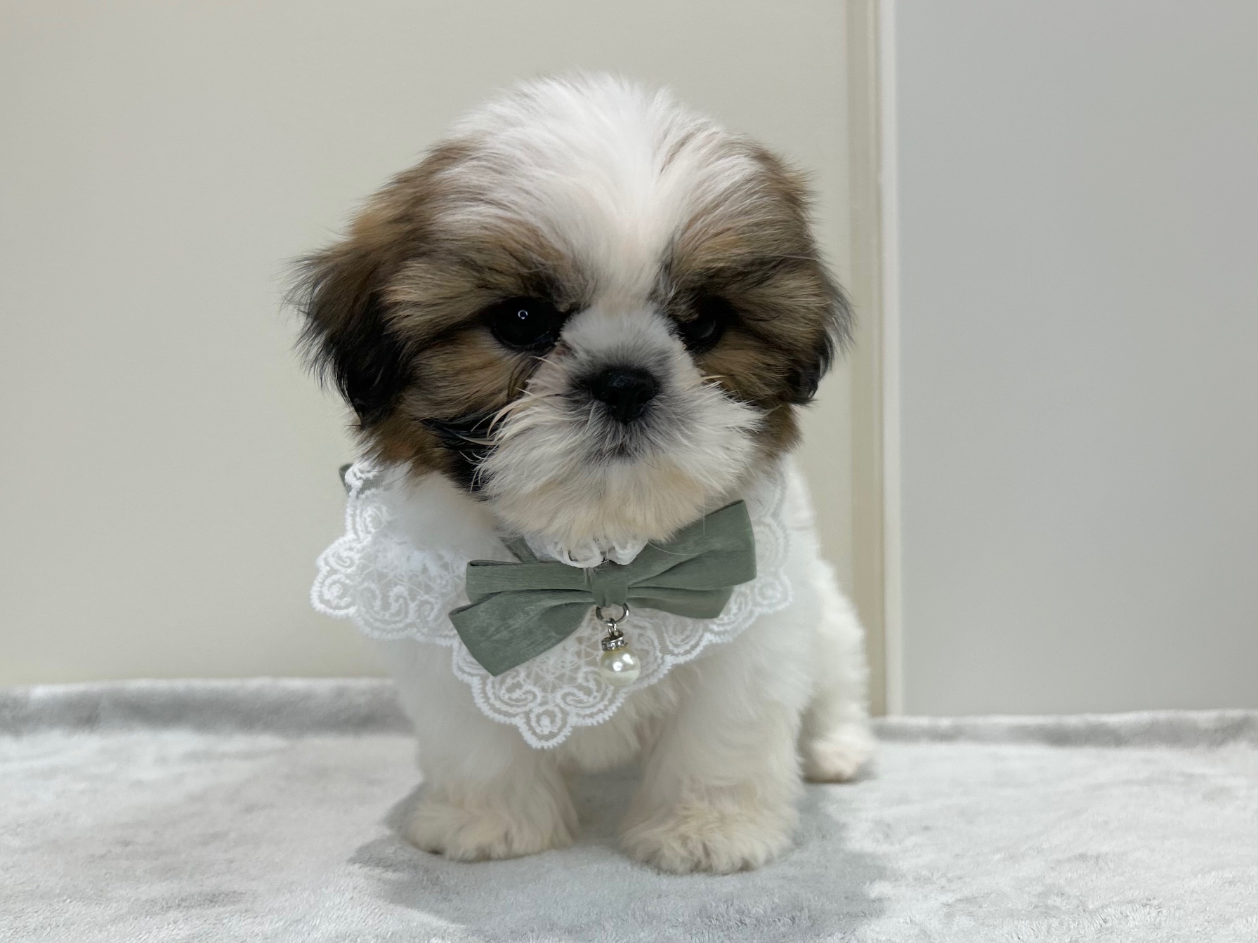 滋賀県のシーズー (ペッツワン堅田店/2025年9月4日生まれ/女の子/ホワイトゴールド)の子犬の2枚目の画像