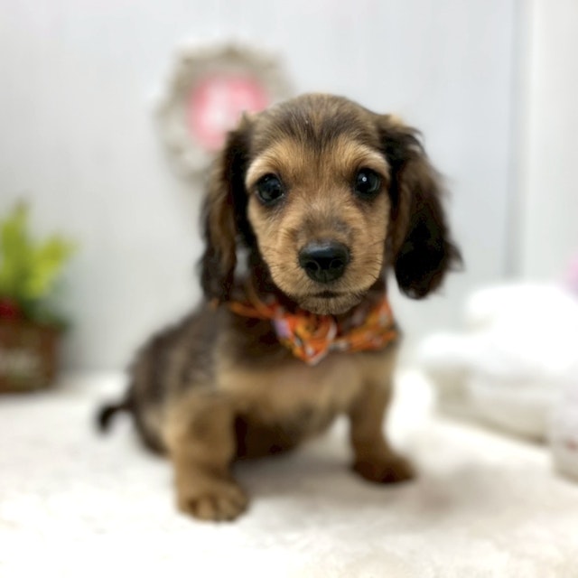 イヌ - 神戸垂水店 | ペッツワン