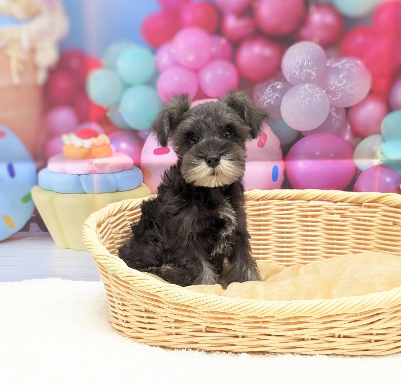 岡山県のミニチュアシュナウザー (ペッツワンFC津山店/2025年8月13日生まれ/男の子/ソルトペッパー)の子犬