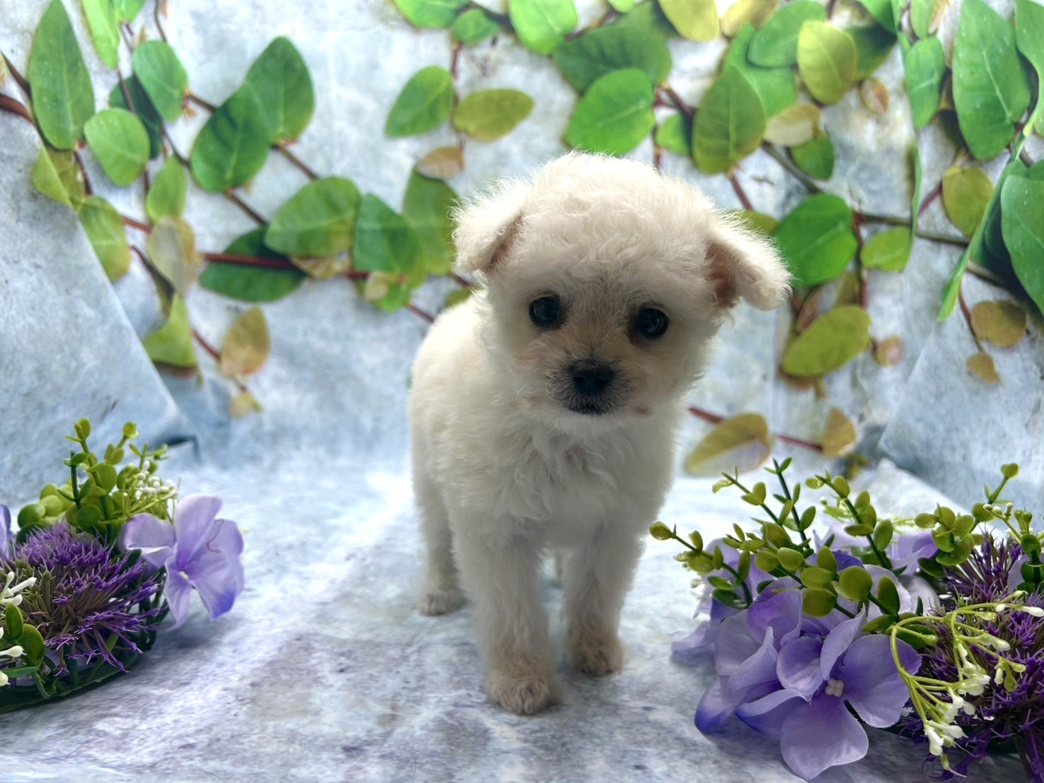 埼玉県のハーフ犬・ミックス犬 (ペッツワン北本店/2025年7月26日生まれ/男の子/クリーム)の子犬の2枚目の画像