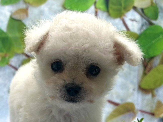 埼玉県のハーフ犬・ミックス犬 (ペッツワン北本店/2025年7月26日生まれ/男の子/クリーム)の子犬の1枚目の画像