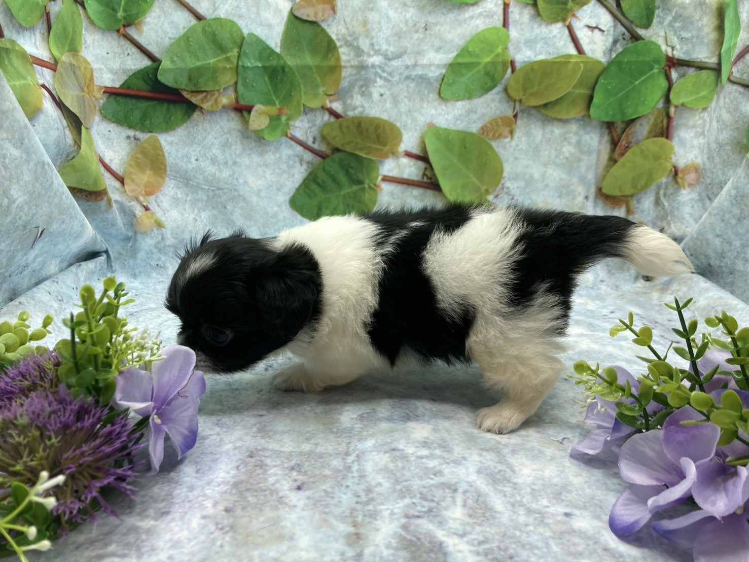 埼玉県のハーフ犬・ミックス犬 (ペッツワン北本店/2025年7月28日生まれ/男の子/ホワイトブラック)の子犬の3枚目の画像