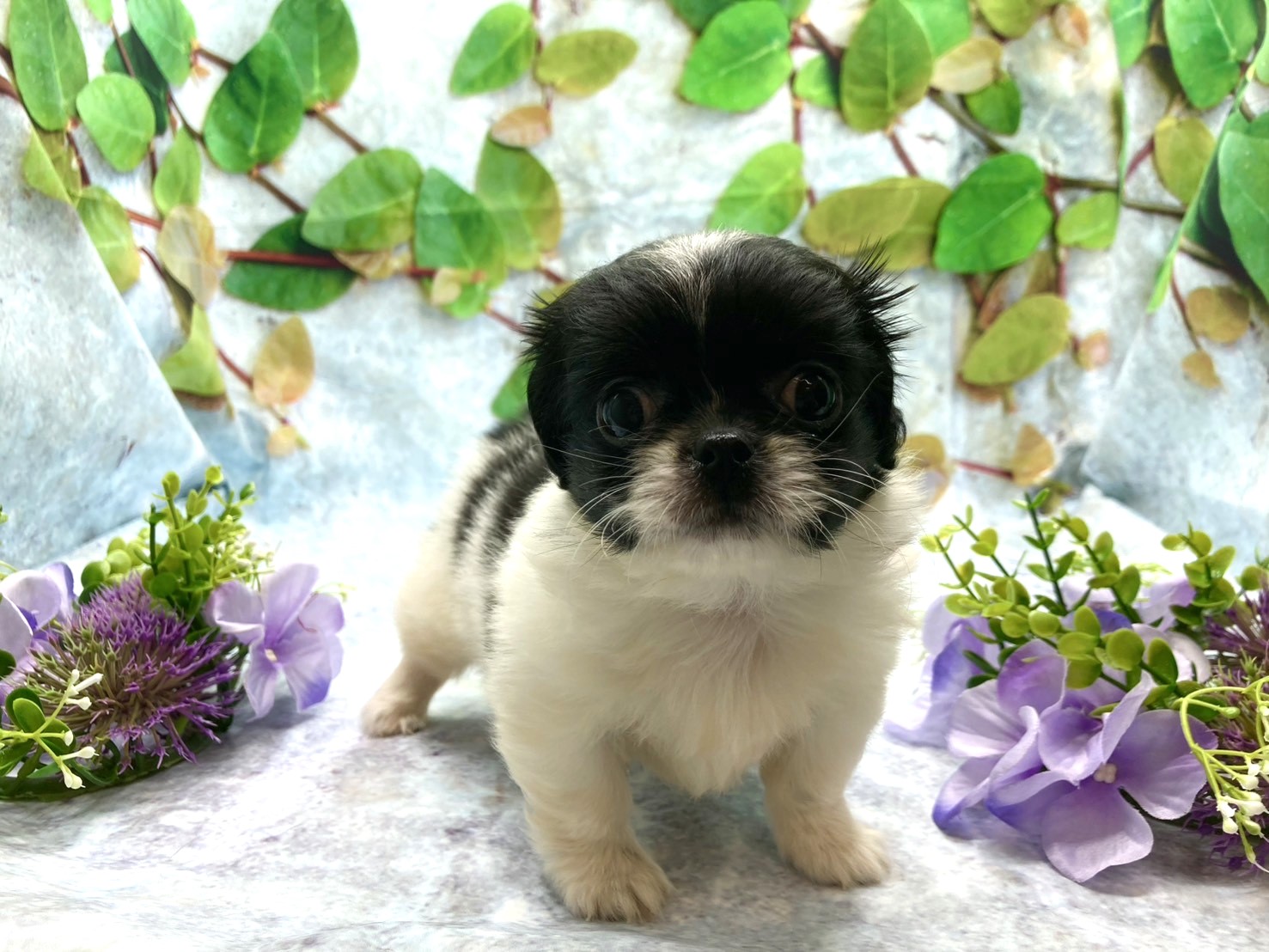 埼玉県のハーフ犬・ミックス犬 (ペッツワン北本店/2025年7月28日生まれ/男の子/ホワイトブラック)の子犬の2枚目の画像