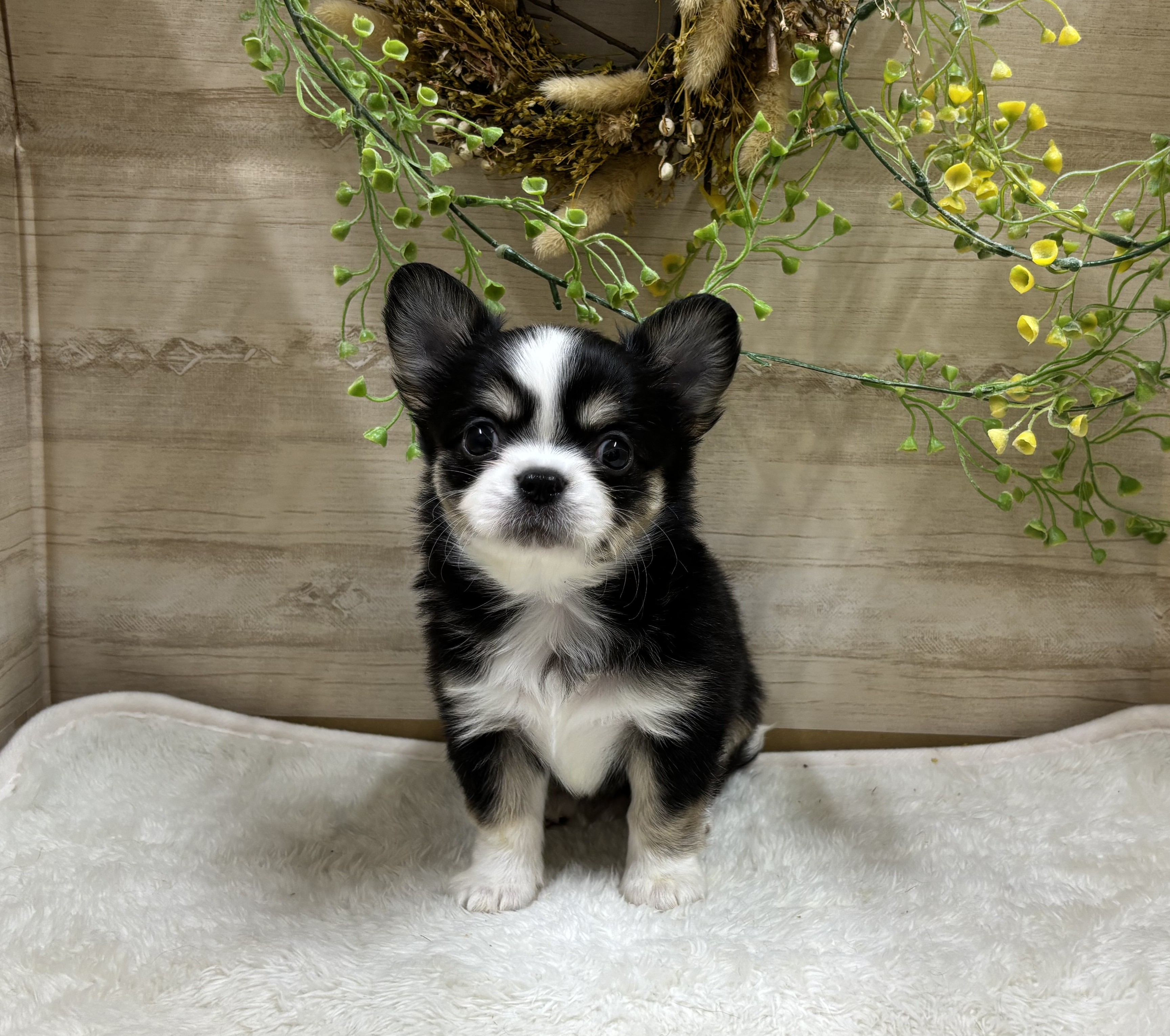 ペッツワン | 株式会社カインズが展開するペットショップ