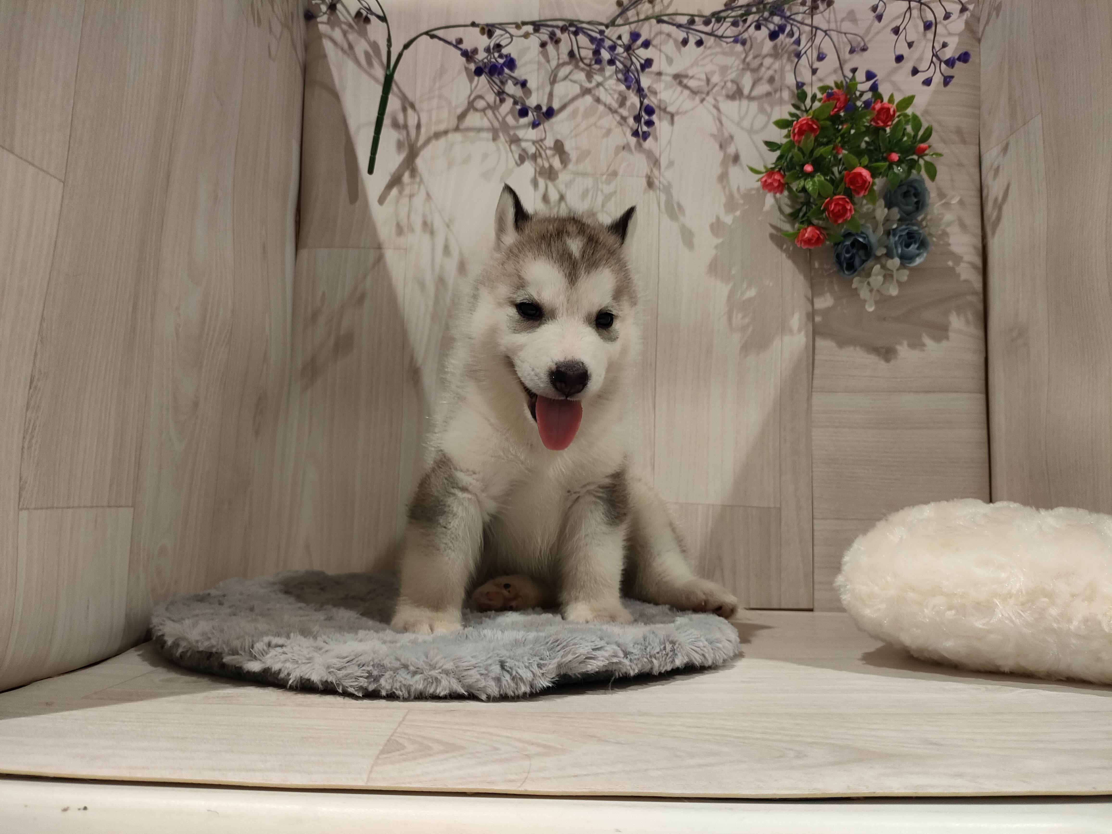 埼玉県のシベリアンハスキー (ペッツワン東松山高坂店/2025年9月13日生まれ/女の子/シルバーホワイト)の子犬