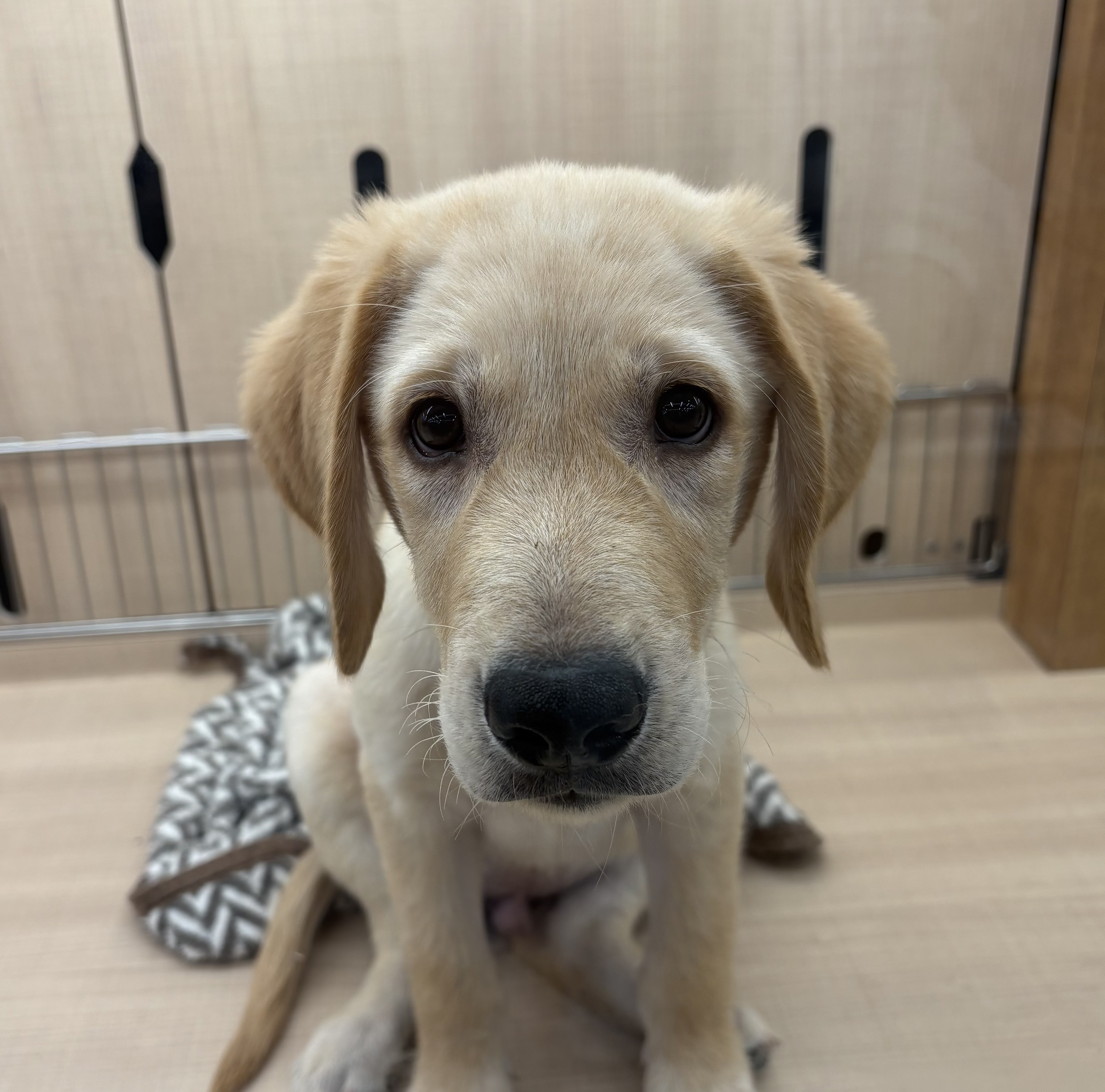 千葉県のハーフ犬・ミックス犬 (ペッツワン佐倉店/2025年8月9日生まれ/男の子/クリーム)の子犬