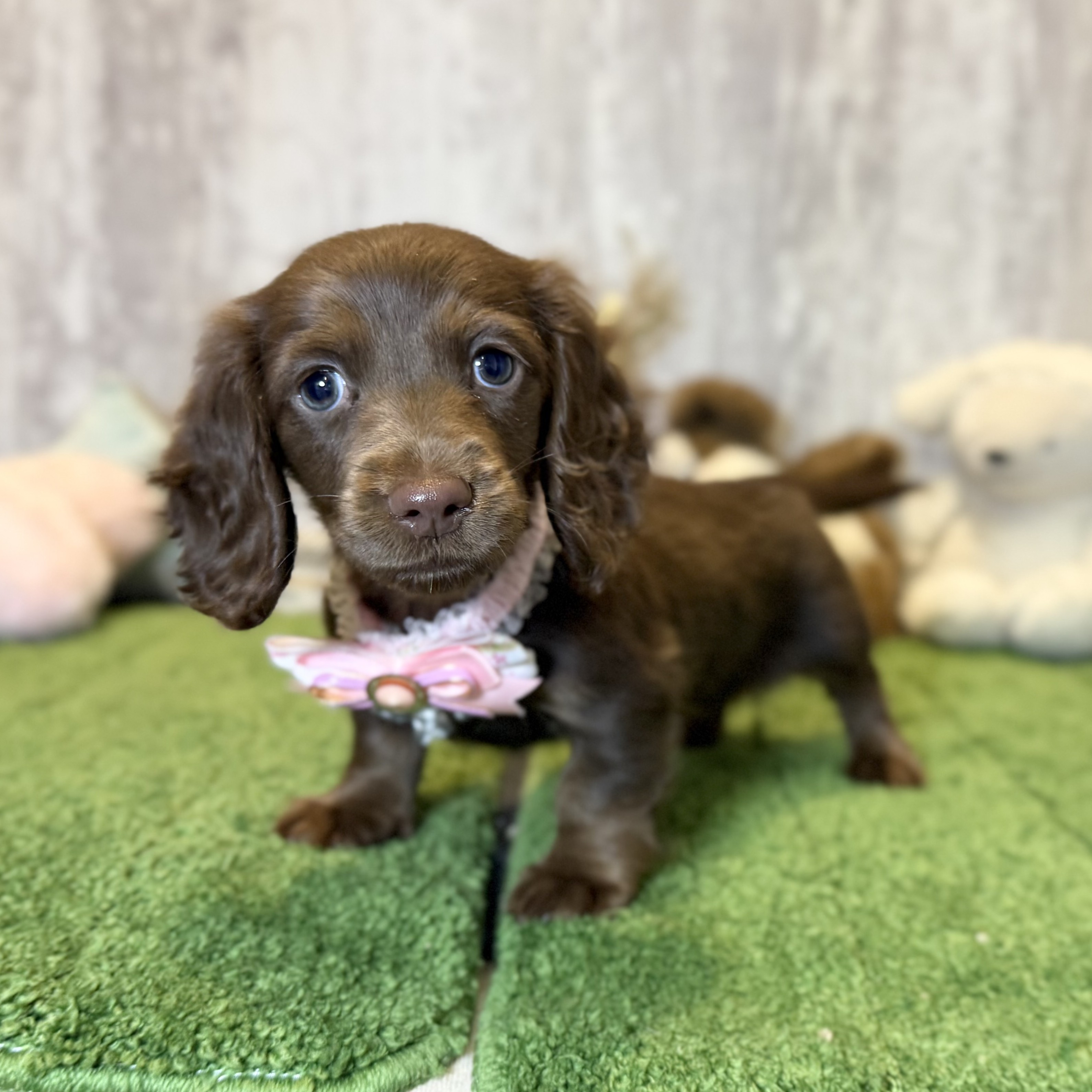 兵庫県のミニチュアダックスフンド(ロング) (ペッツワン姫路大津店/2025年9月10日生まれ/女の子/ブラウンタン)の子犬の2枚目の画像