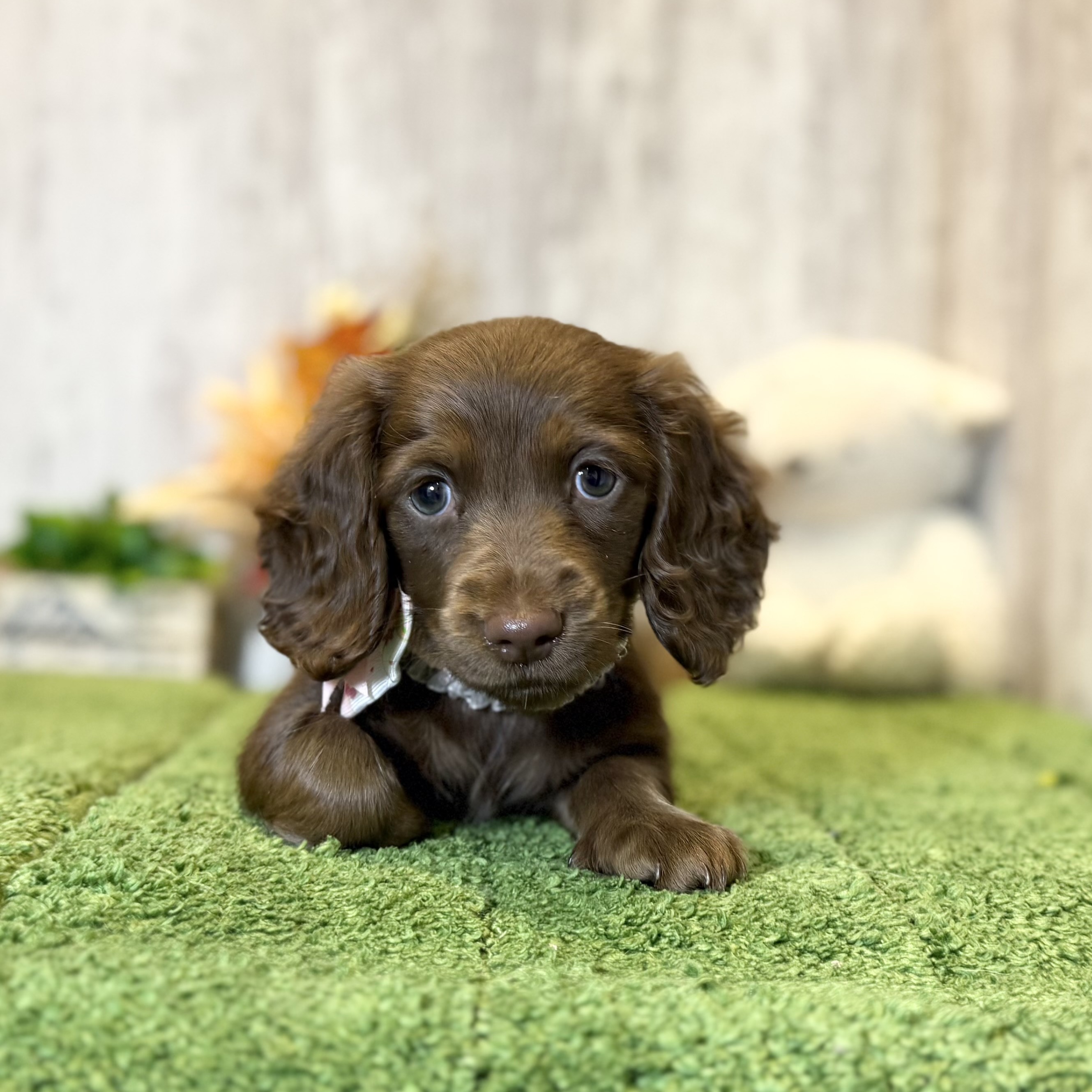 兵庫県のミニチュアダックスフンド(ロング) (ペッツワン姫路大津店/2025年9月10日生まれ/女の子/ブラウンタン)の子犬の1枚目の画像