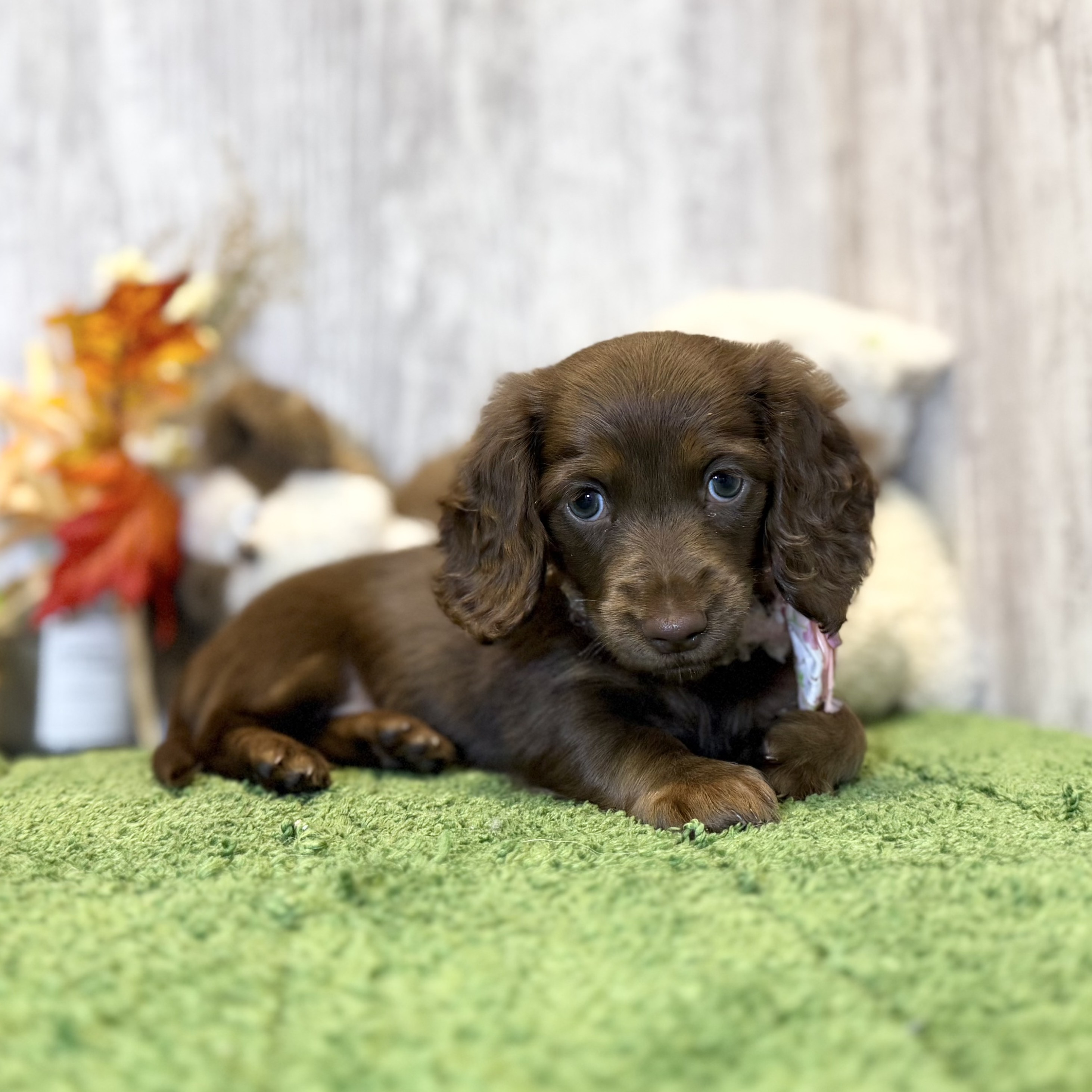 兵庫県のミニチュアダックスフンド(ロング) (ペッツワン姫路大津店/2025年9月10日生まれ/女の子/ブラウンタン)の子犬の3枚目の画像