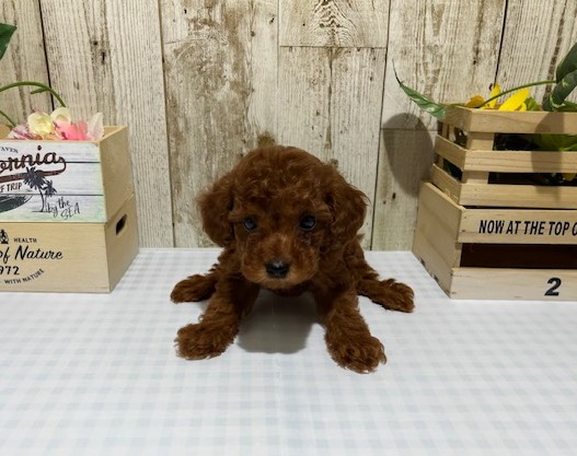 静岡県のトイプードル(トイ) (ペッツワン浜松都田テクノ店/2025年9月11日生まれ/男の子/レッド)の子犬