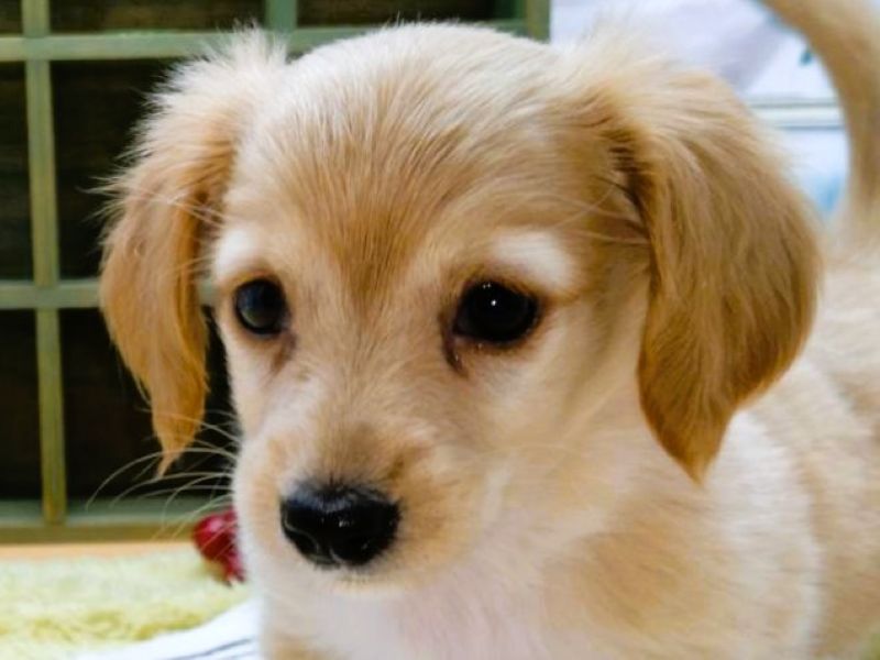 イヌ - 富士宮小泉店 | ペッツワン