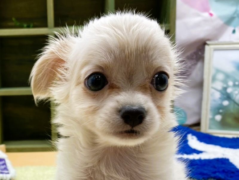 イヌ - 富士宮小泉店 | ペッツワン