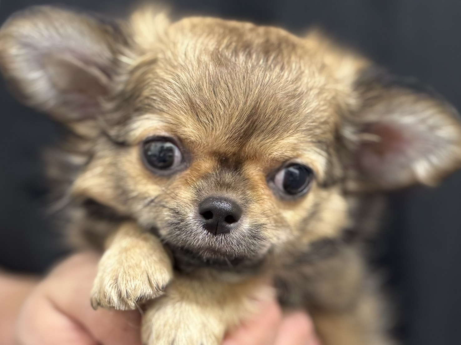 愛知県のチワワ(ロング) (ペッツワン名古屋堀田店/2025年9月14日生まれ/女の子/セーブル)の子犬